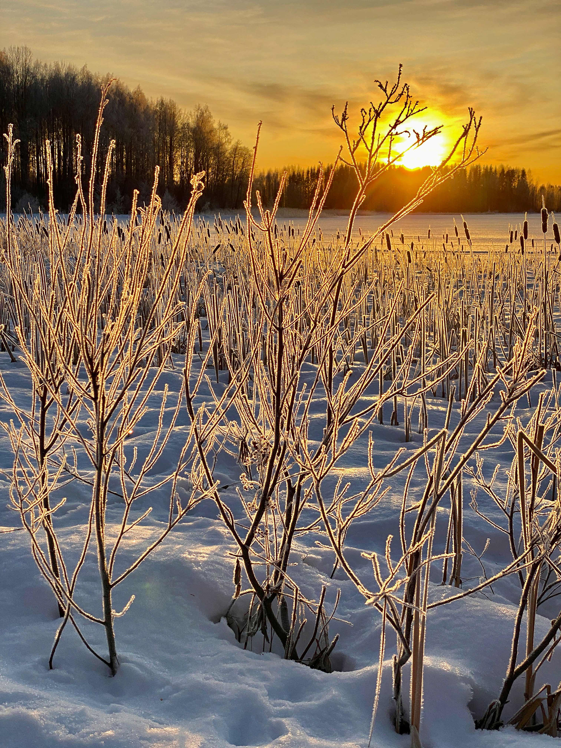 kuuraa 2023 frozen branches