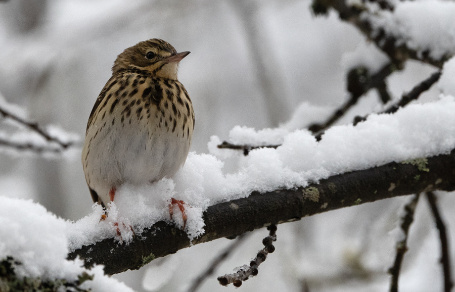 metsäkirvinen 2020 tree pipit