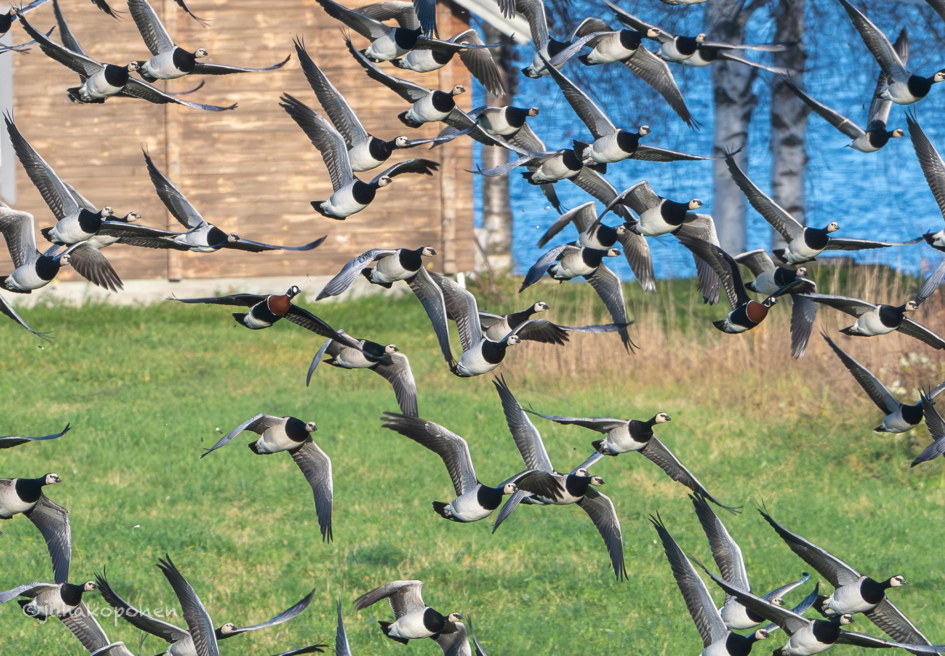 punakaula- ja valkoposkihanhet kuopio maaninka 2024 barnacle and red-brested geese 