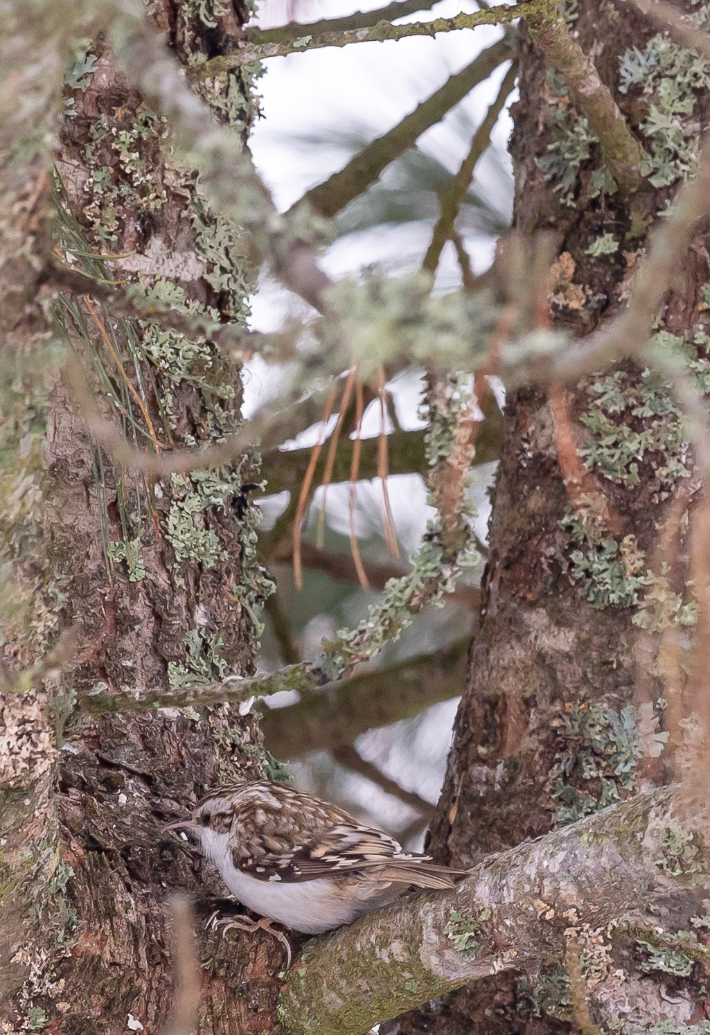 puukiipijä lapinlahti 2020 Eurasian Treecreeper
