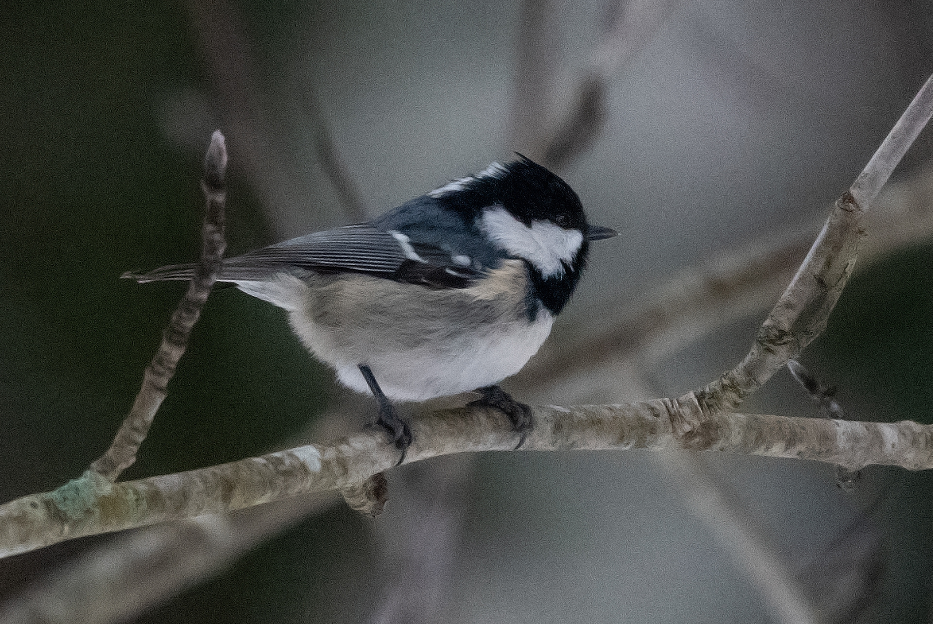 kuusitiainen lapinlahti 2020 coal tit
