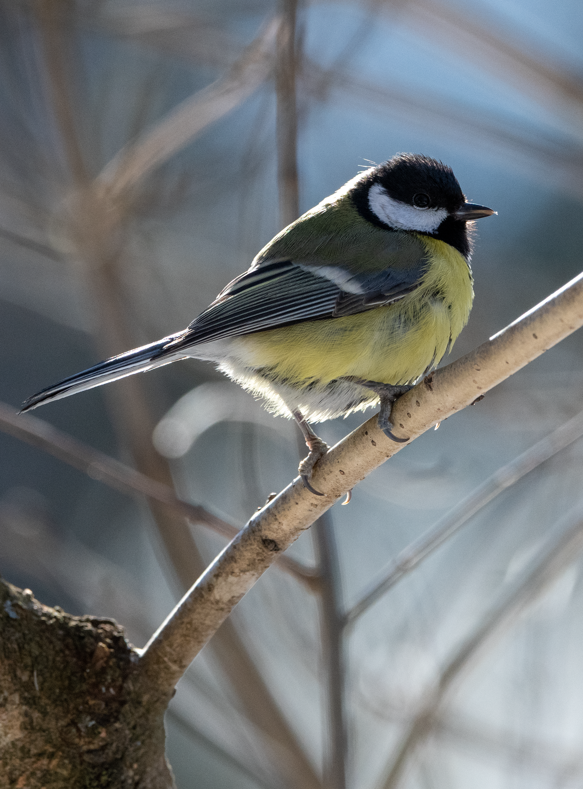 talitiainen lapinlahti maaliskuu 2020 Great Tit