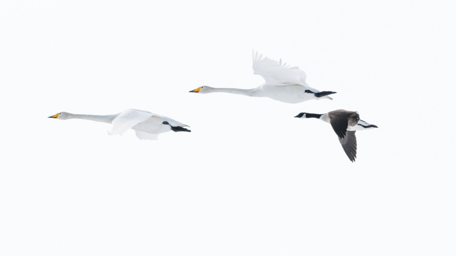 Kanadanhanhi ja laulujoutsenet Lapinlahti 2020 Whooper swans and Canada goose