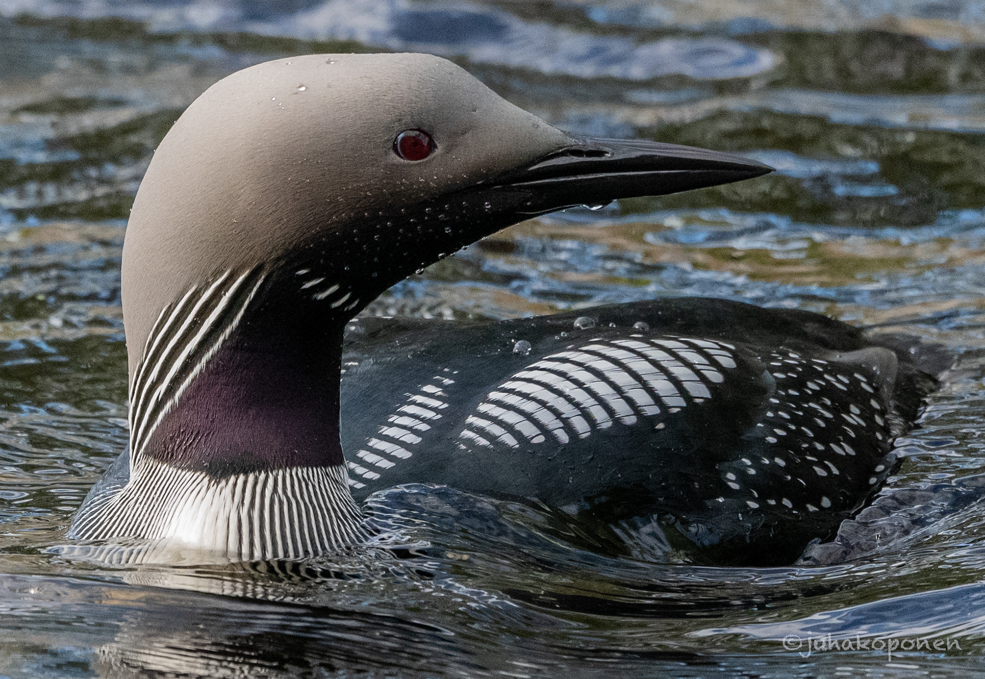kuikka nilsiä 2021 black-throated diver