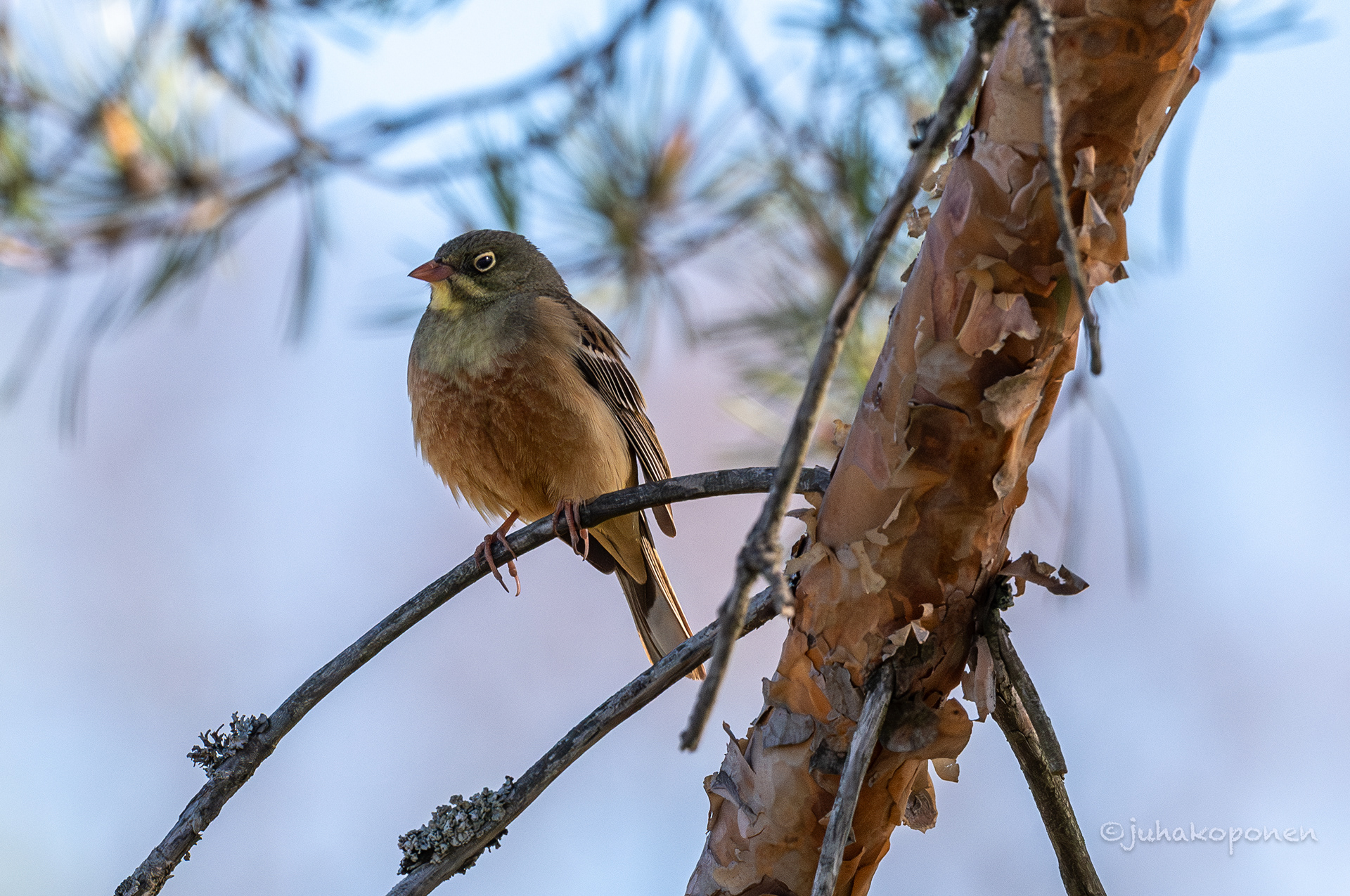 peltosirkku virolahti 2024 ortolan bunting