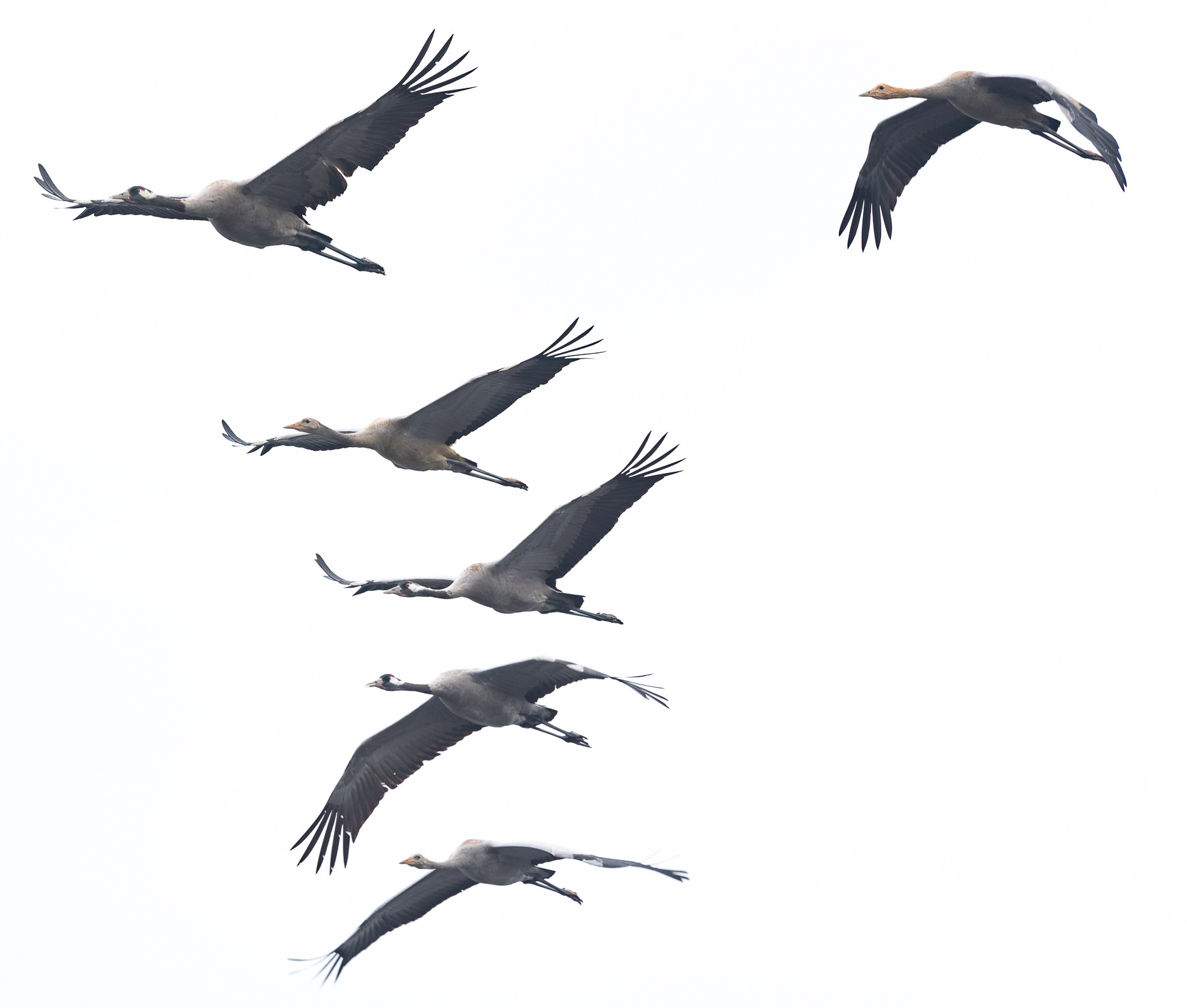 kurkia lapinlahti 2019 Common Cranes