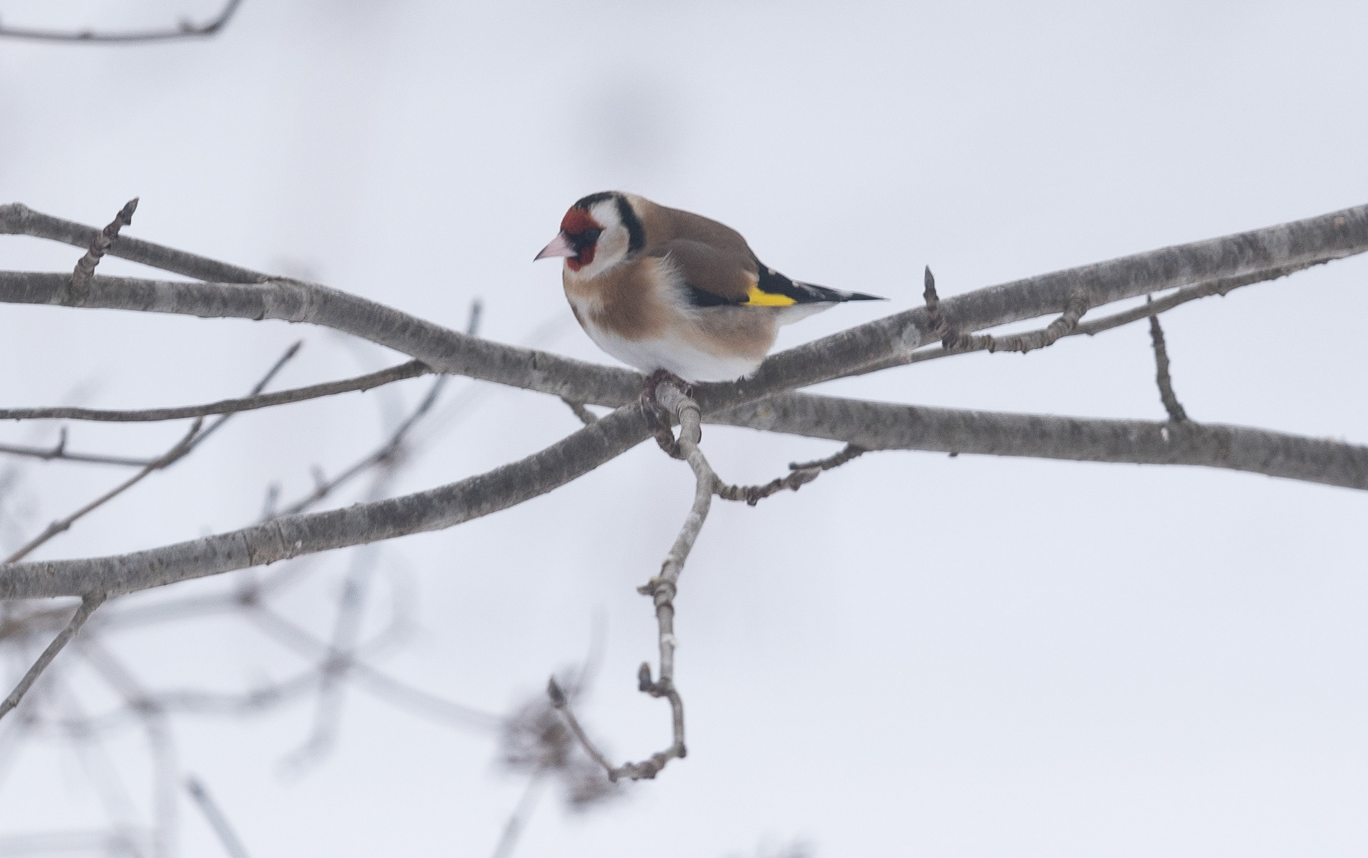 tikli 2019 lapinlahti European Goldfinch