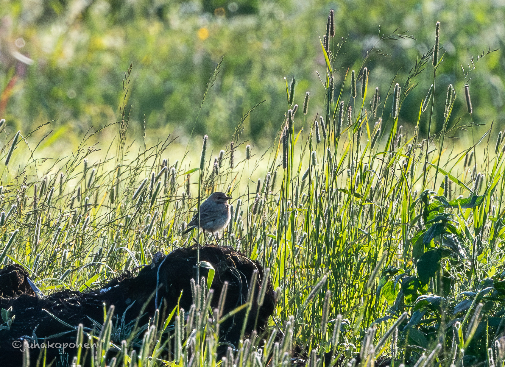 arotasku sonkajärvi 2025 isabelline wheatear