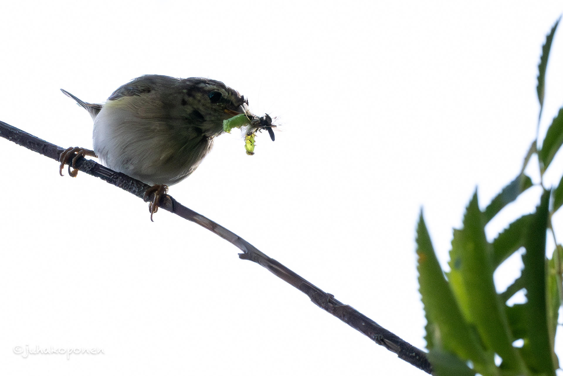 pajulintu lapinlahti 2025 willow warbler