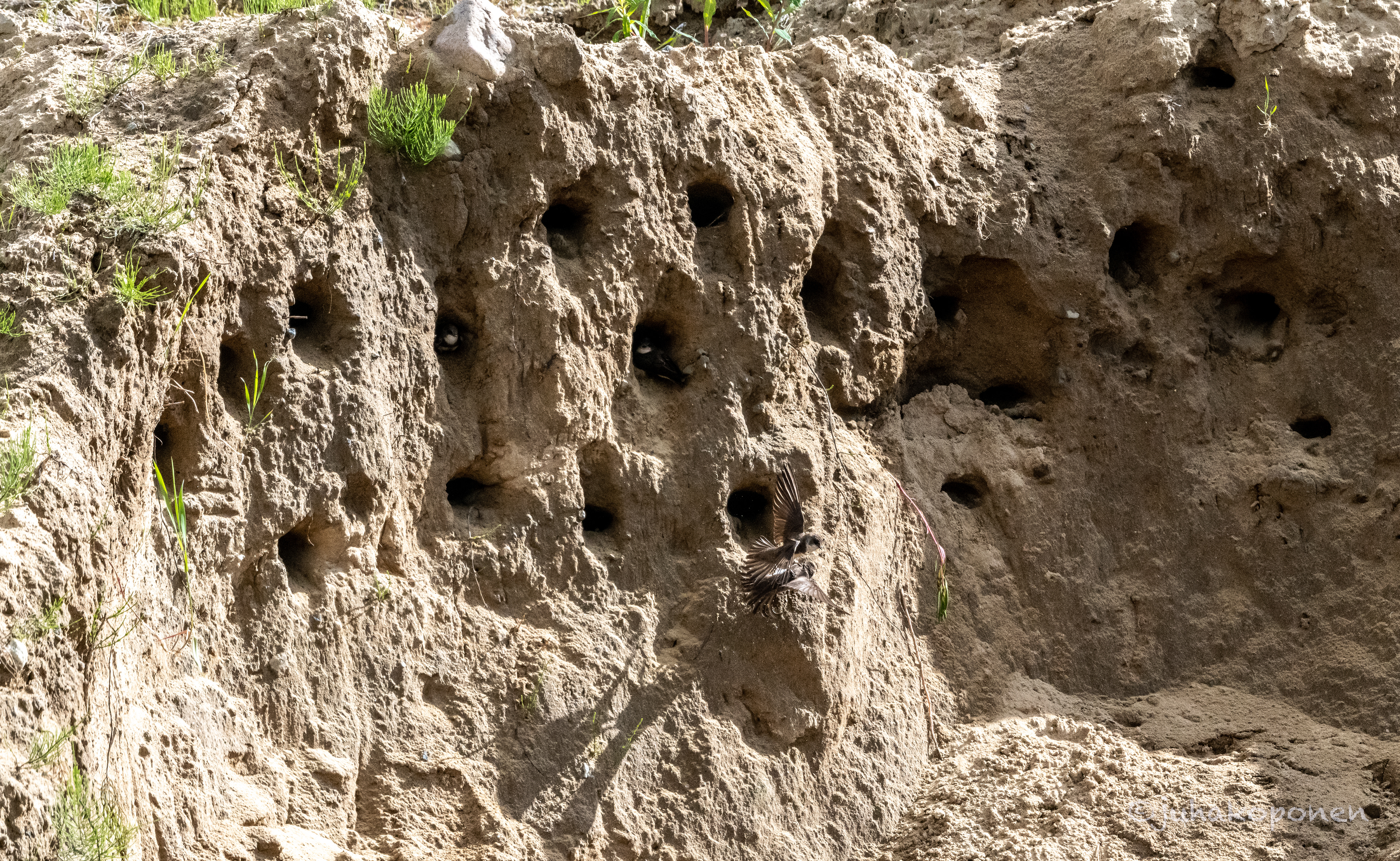 törmäpääsky lapinlahti 2022 sand martins