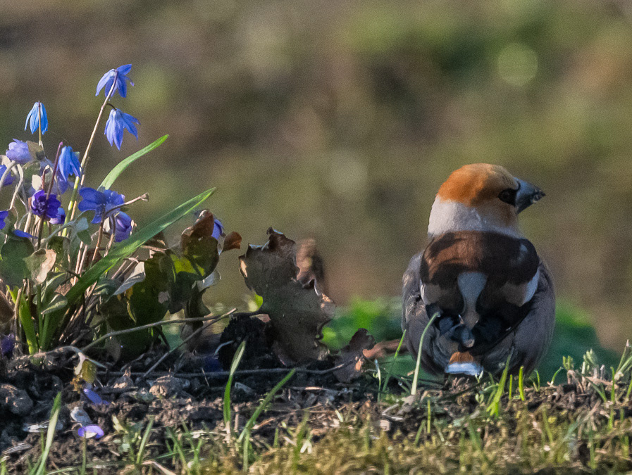 nokkavarpunen lapinlahti 2021 hawfinch