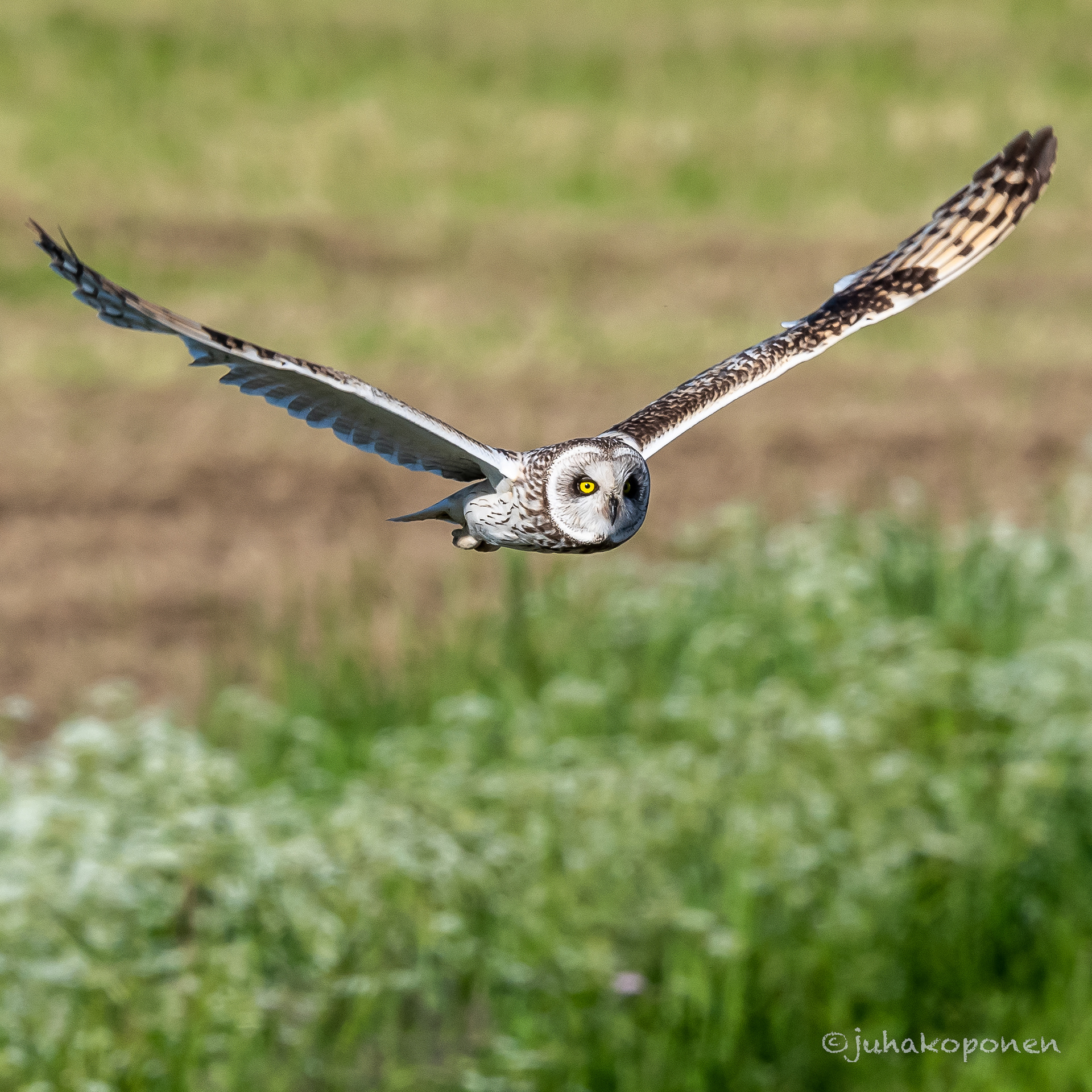 suopöllö lapinlahti 2022 short-eared owl