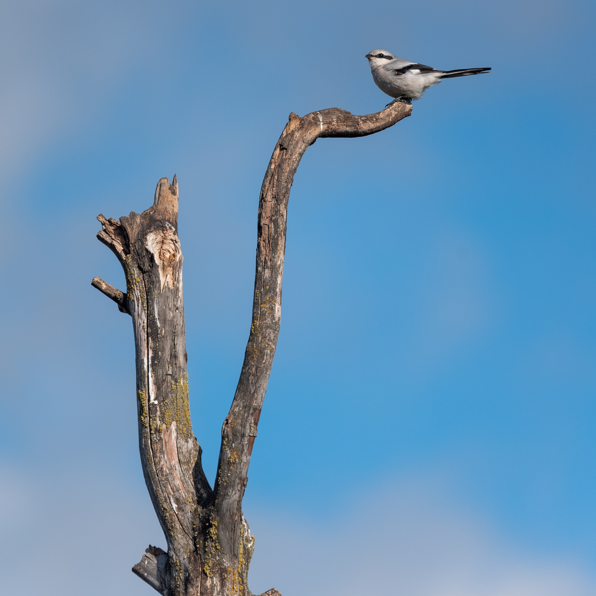 Great Grey Shrike