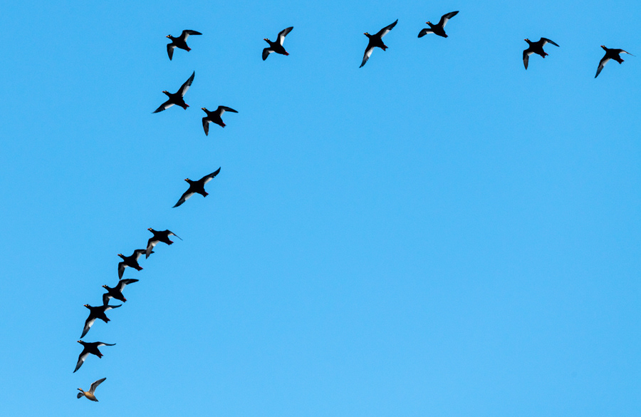 pilkkasiipiä ja jouhisorsa kuopio puutossalmi 2020 velvet scoters and northern pintail