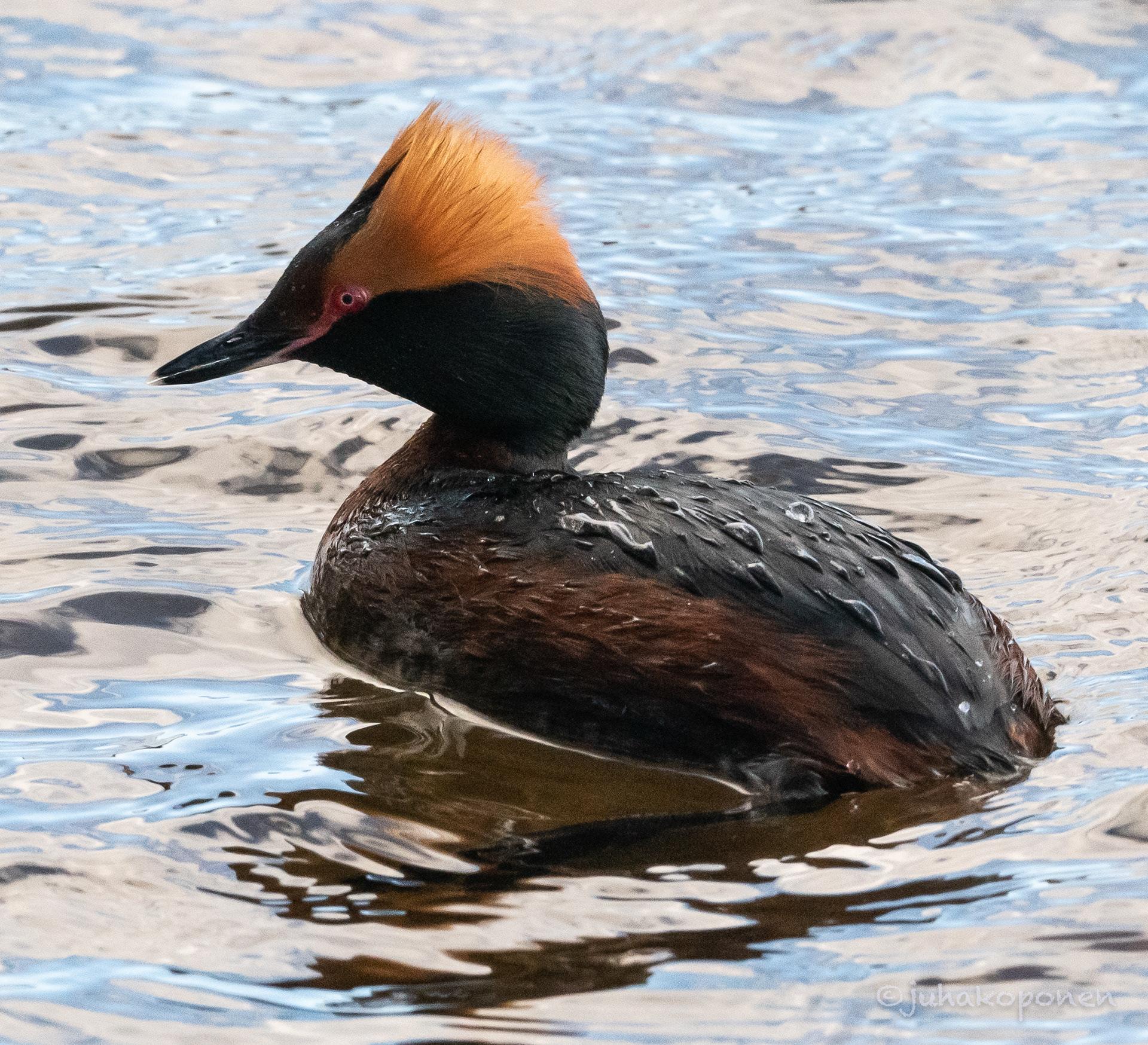mustakurkku-uikku hamina 2022 slavonian grebe