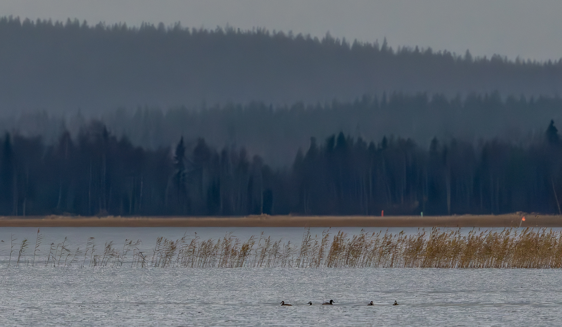 lapasotkat ja pilkkasiipi lokakuu 2025 scaups and velvet scoter in october