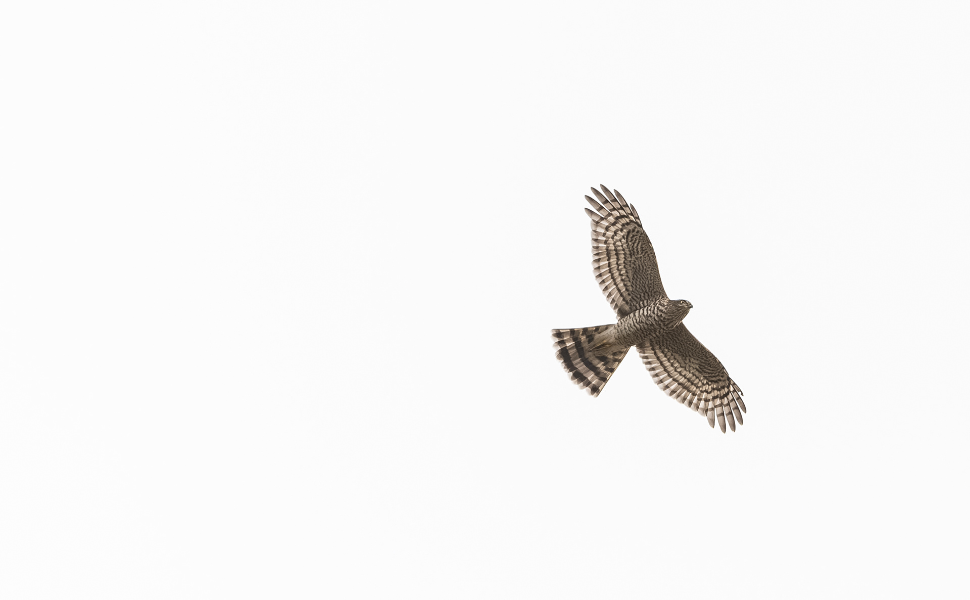 varpushaukka lapinlahti 2023 sparrowhawk