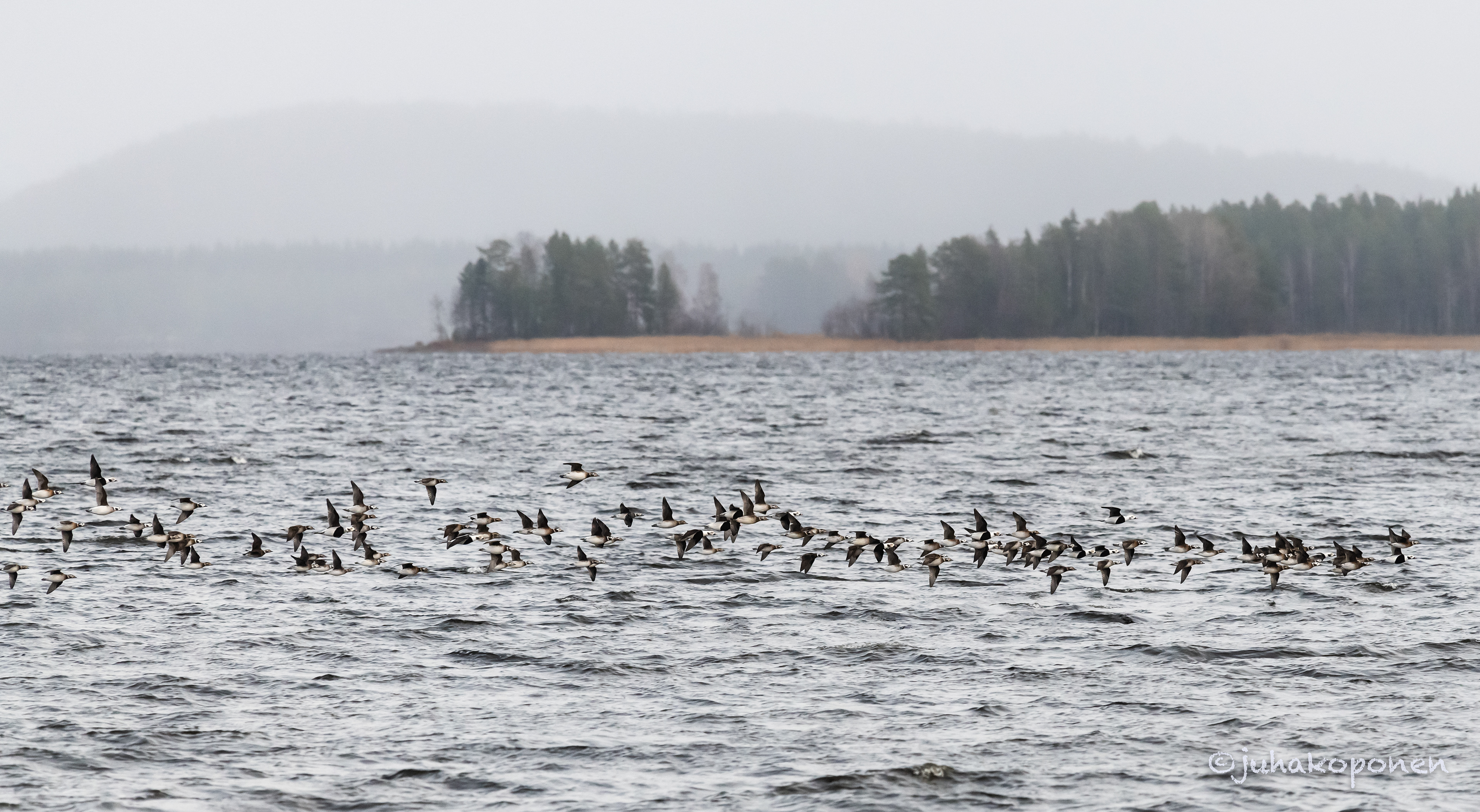 alleja kuopio puutossalmi 2019 long-tailed ducks