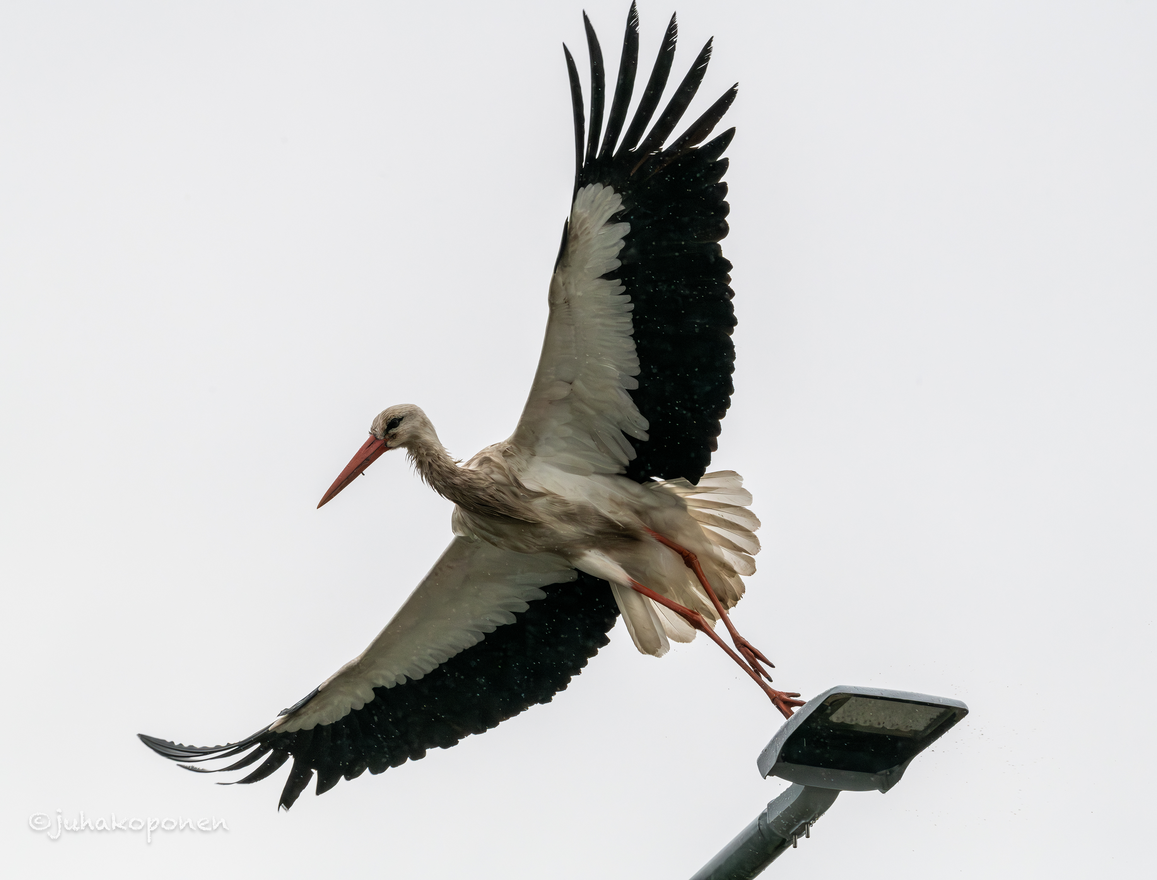 kattohaikara lapinlahti 2026 white stork