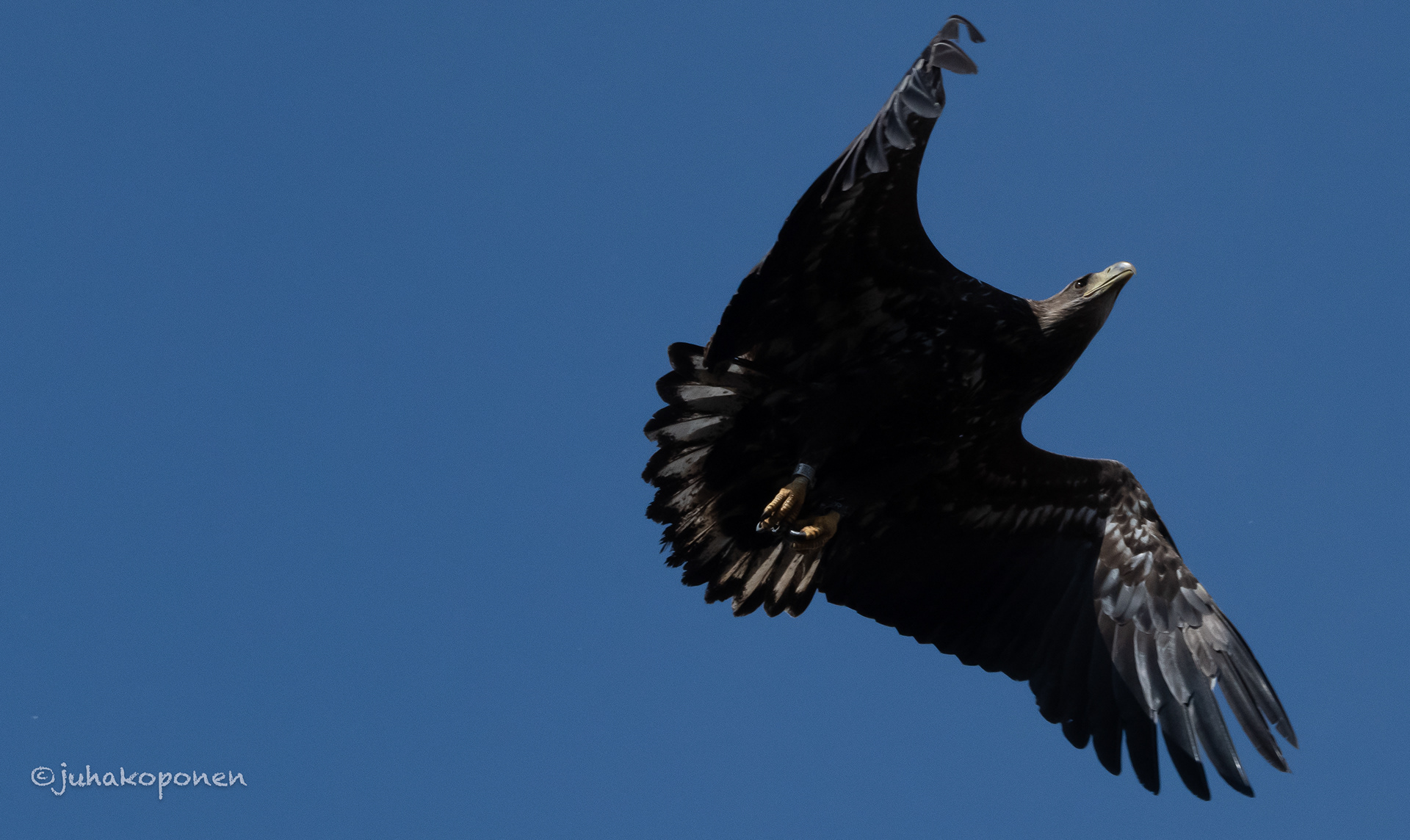 merikotka lapinlahti 2026 white-tailed eagle
