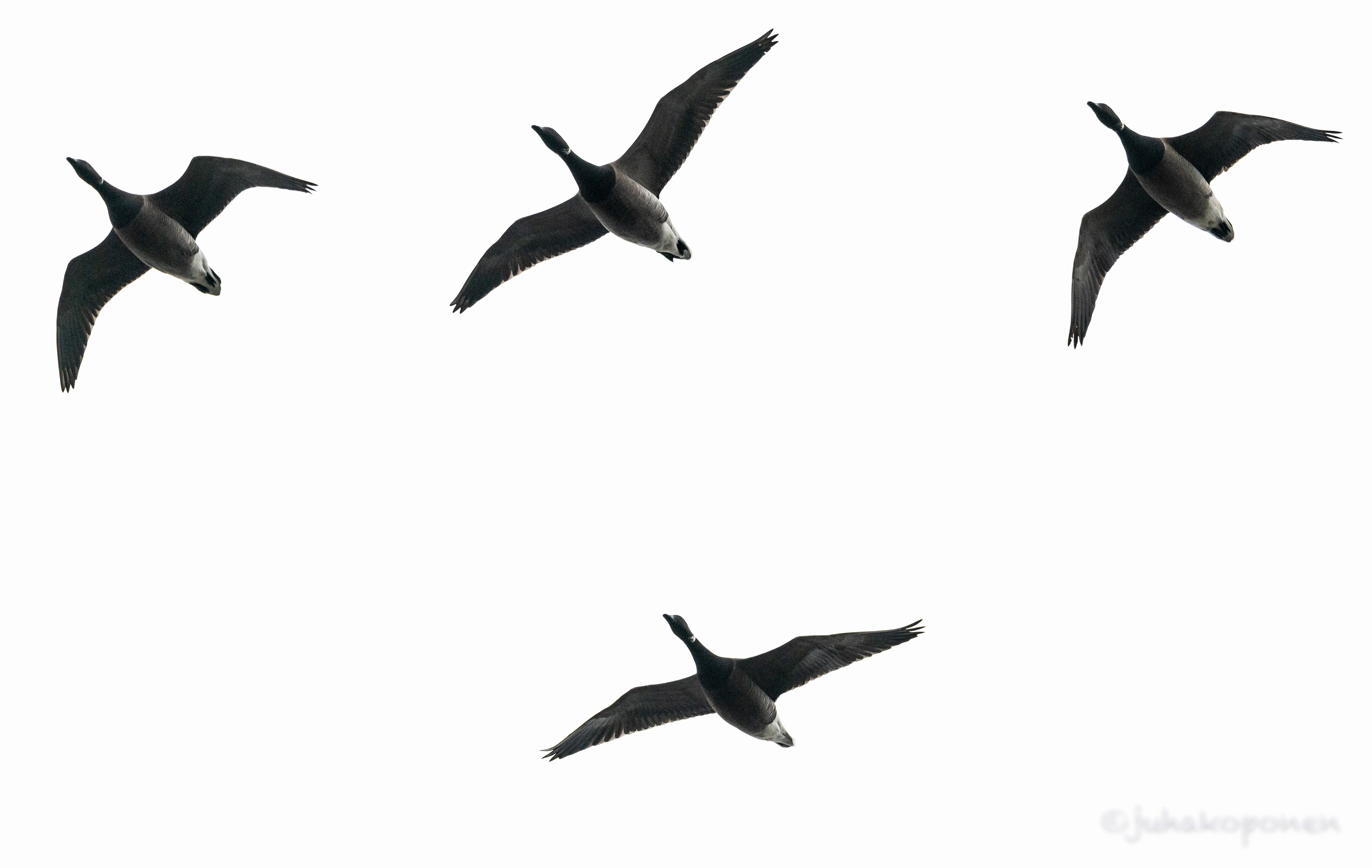 sepelhanhia virolahti 2021 brent geese