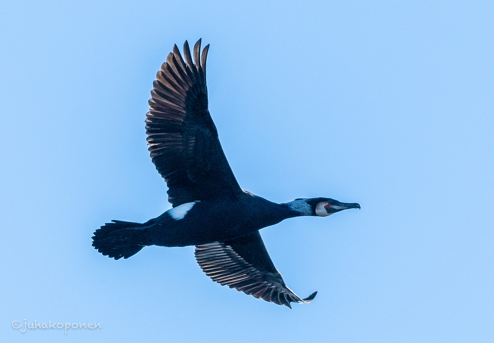 merimetso maaninka 2021 great cormorant