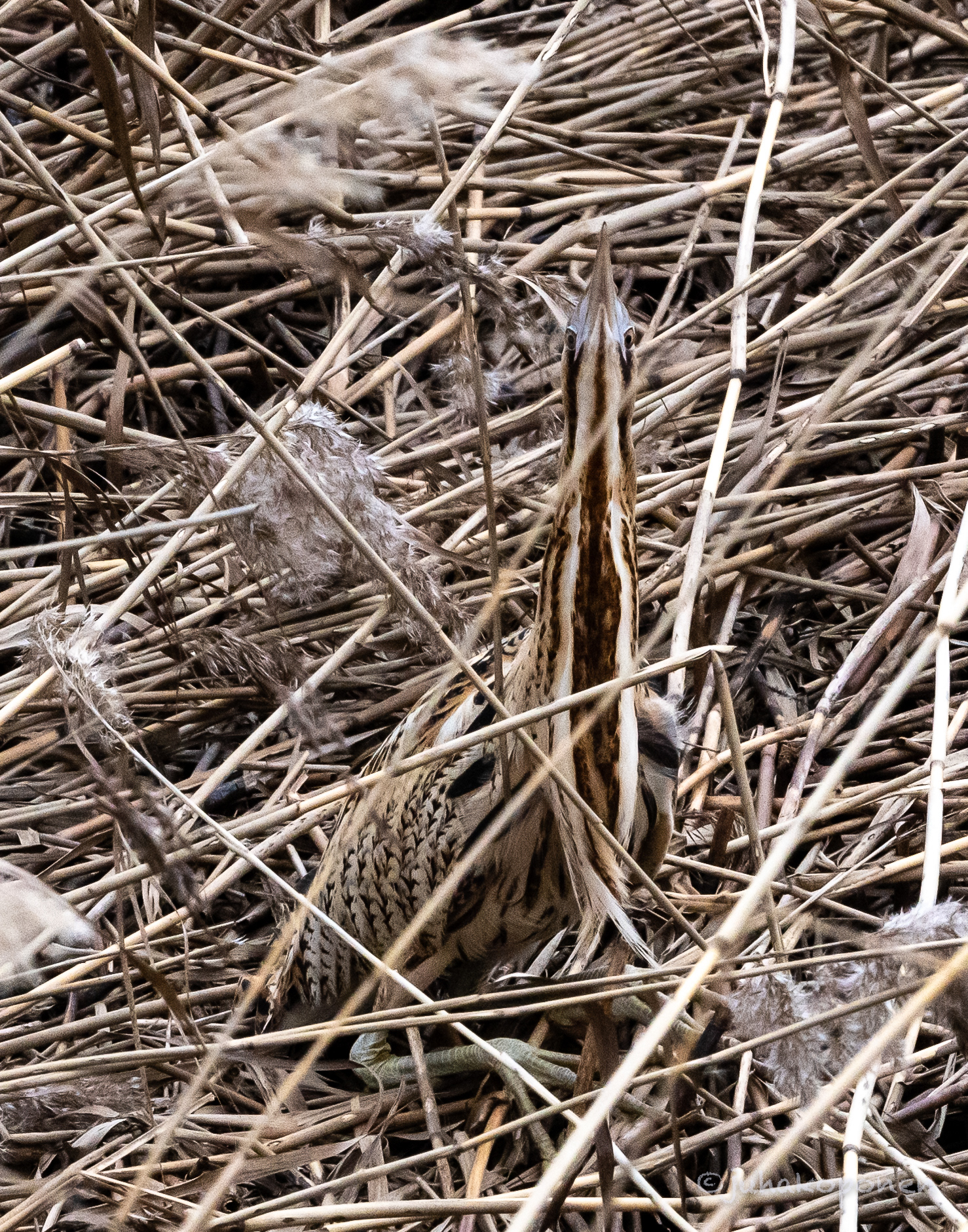 kaulushaikara lapinlahti 2022 bittern