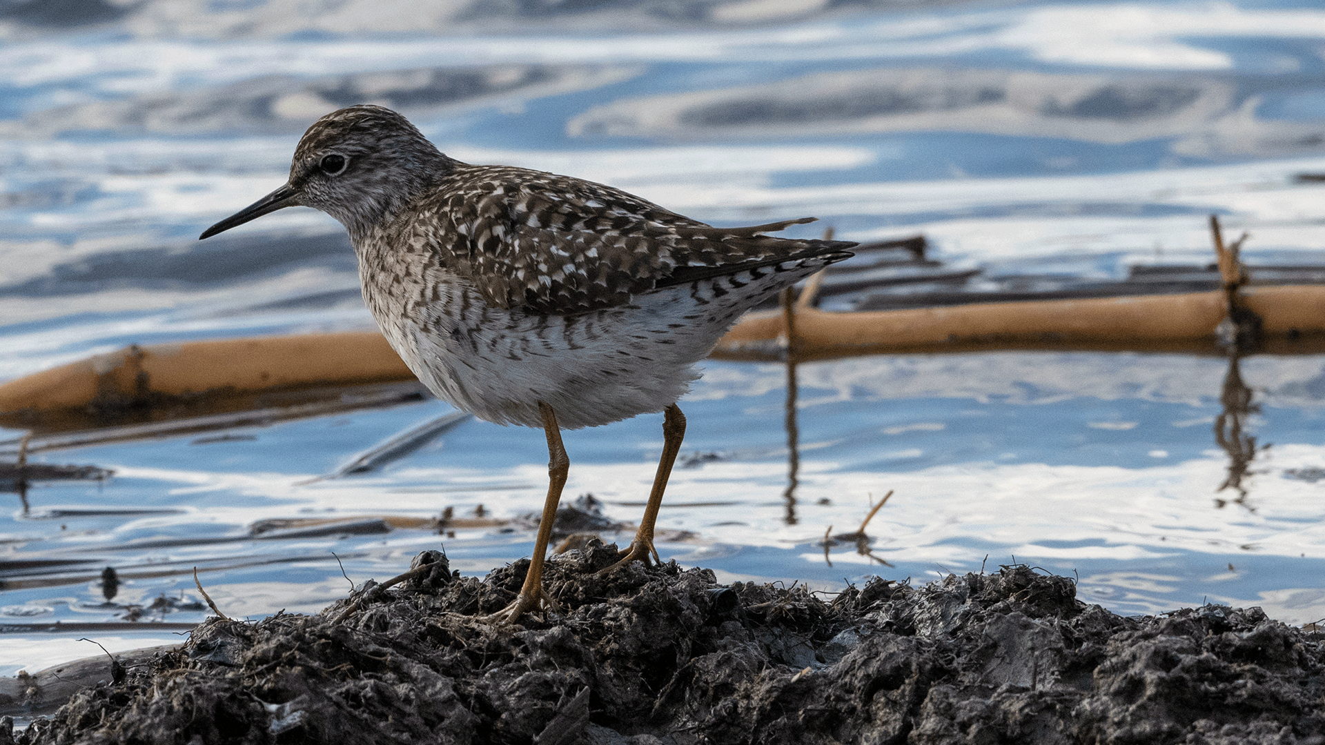 liro 2020 wood sandpiper