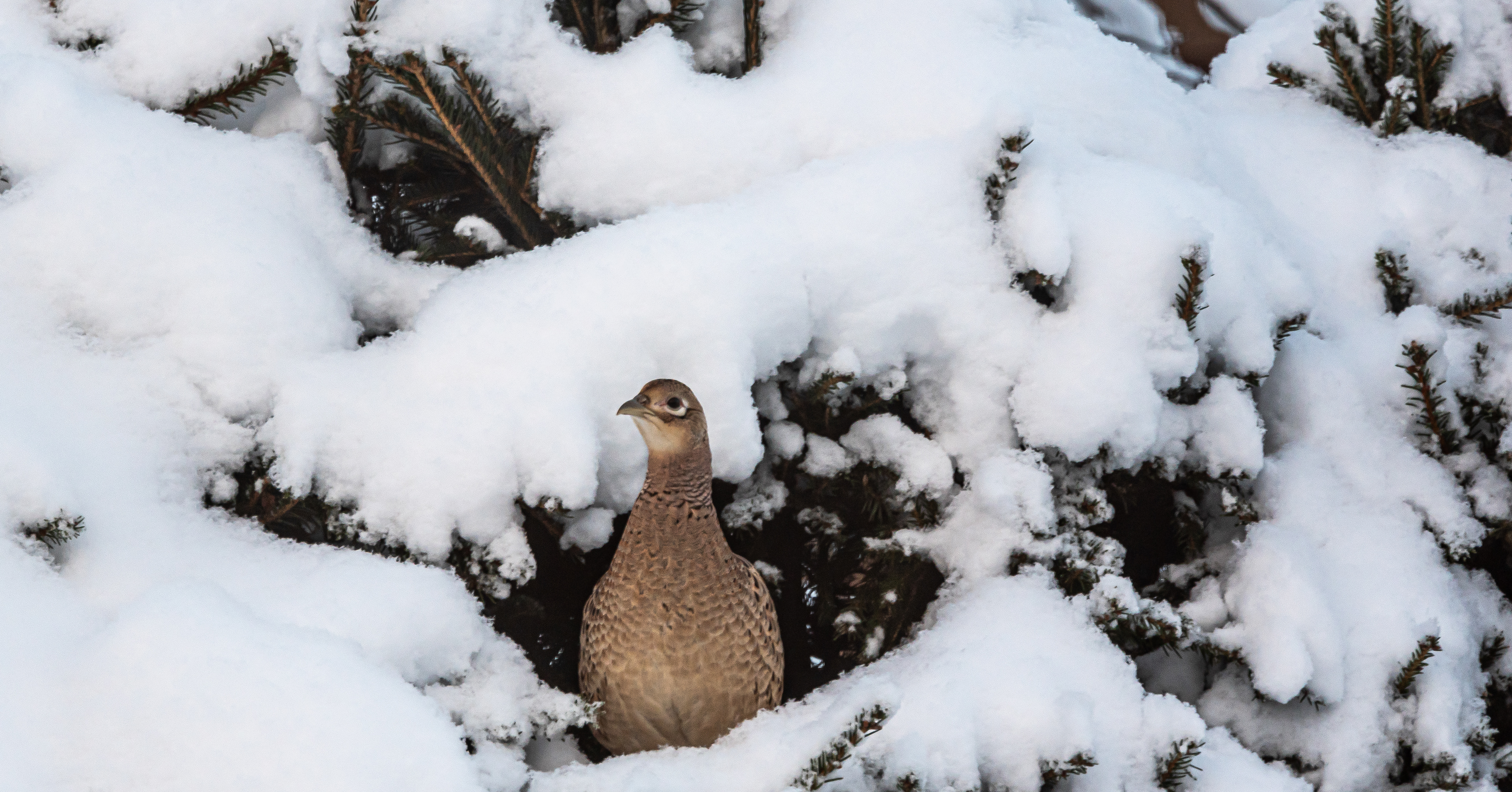 fasaani 2021 common pheasant
