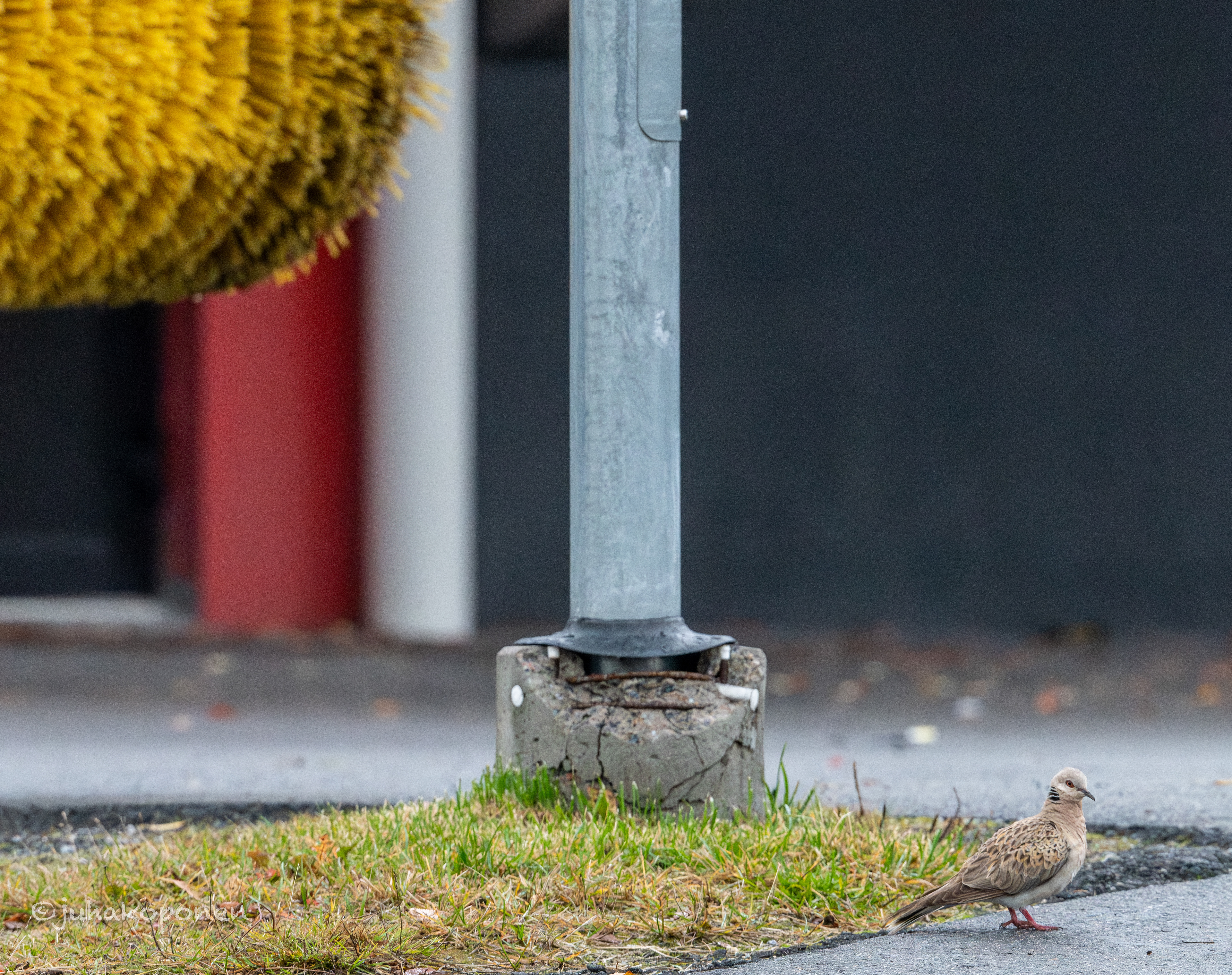 turturikyyhky kuopio 2024 turtle dove