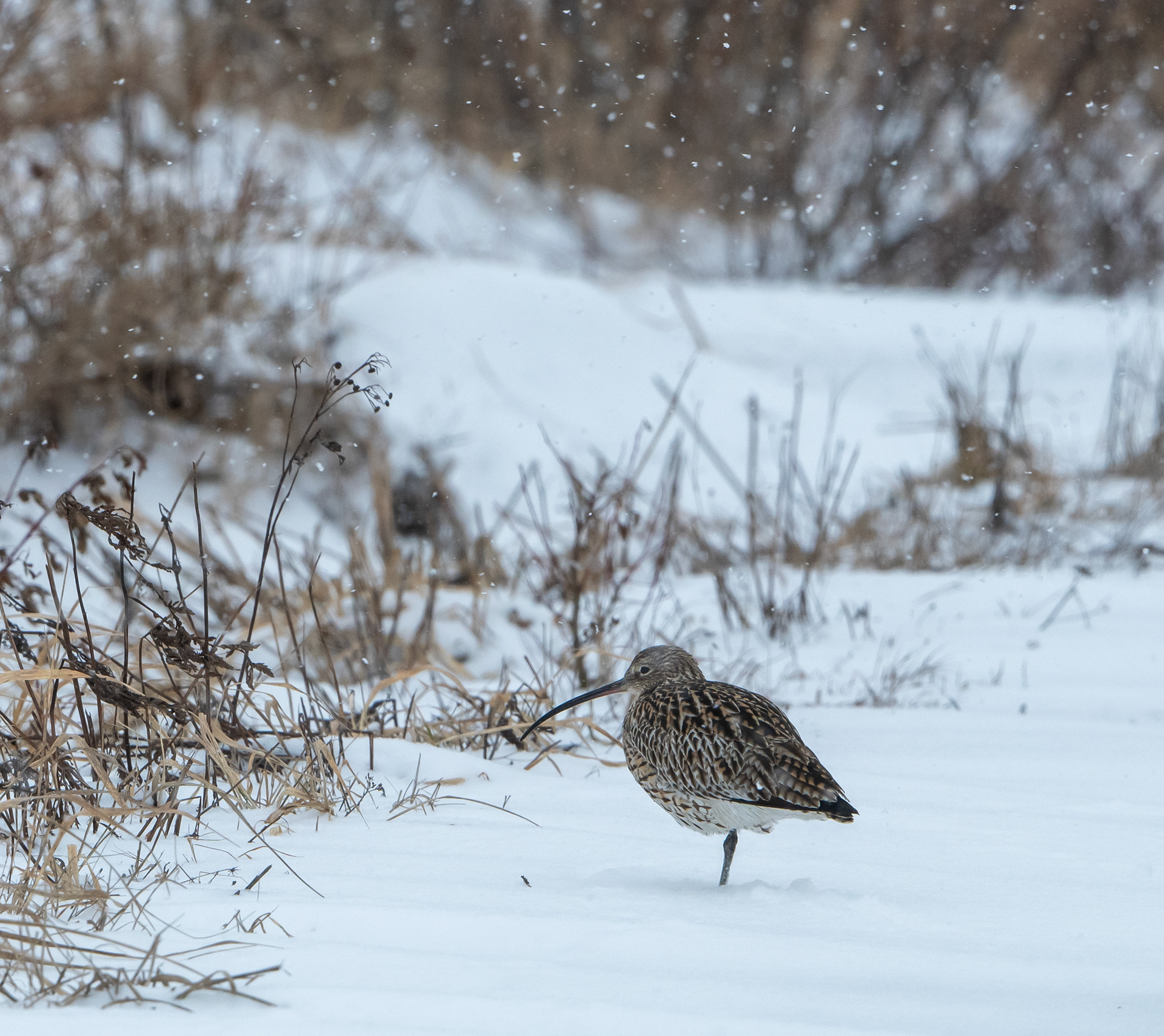 kuovi ja takatalvi lapinlahti 2024 curlew