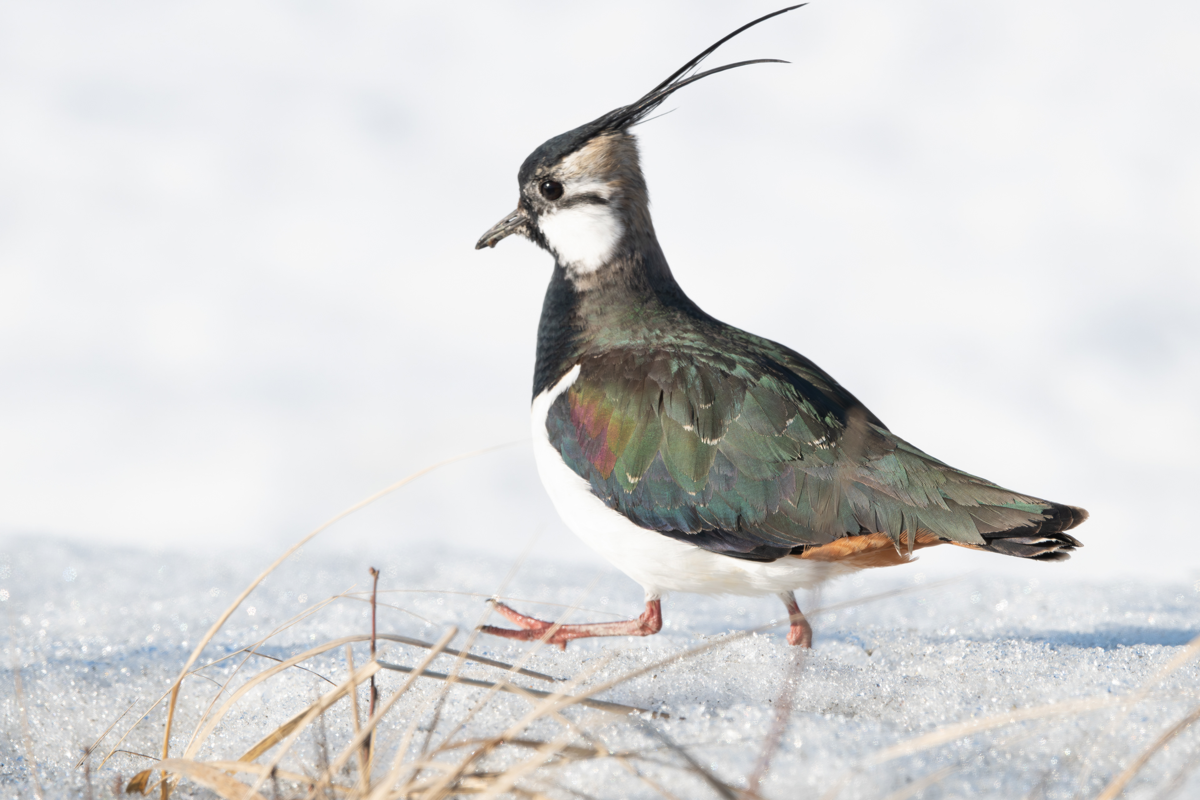töyhtöhyyppä lapinlahti 2025 lapwing