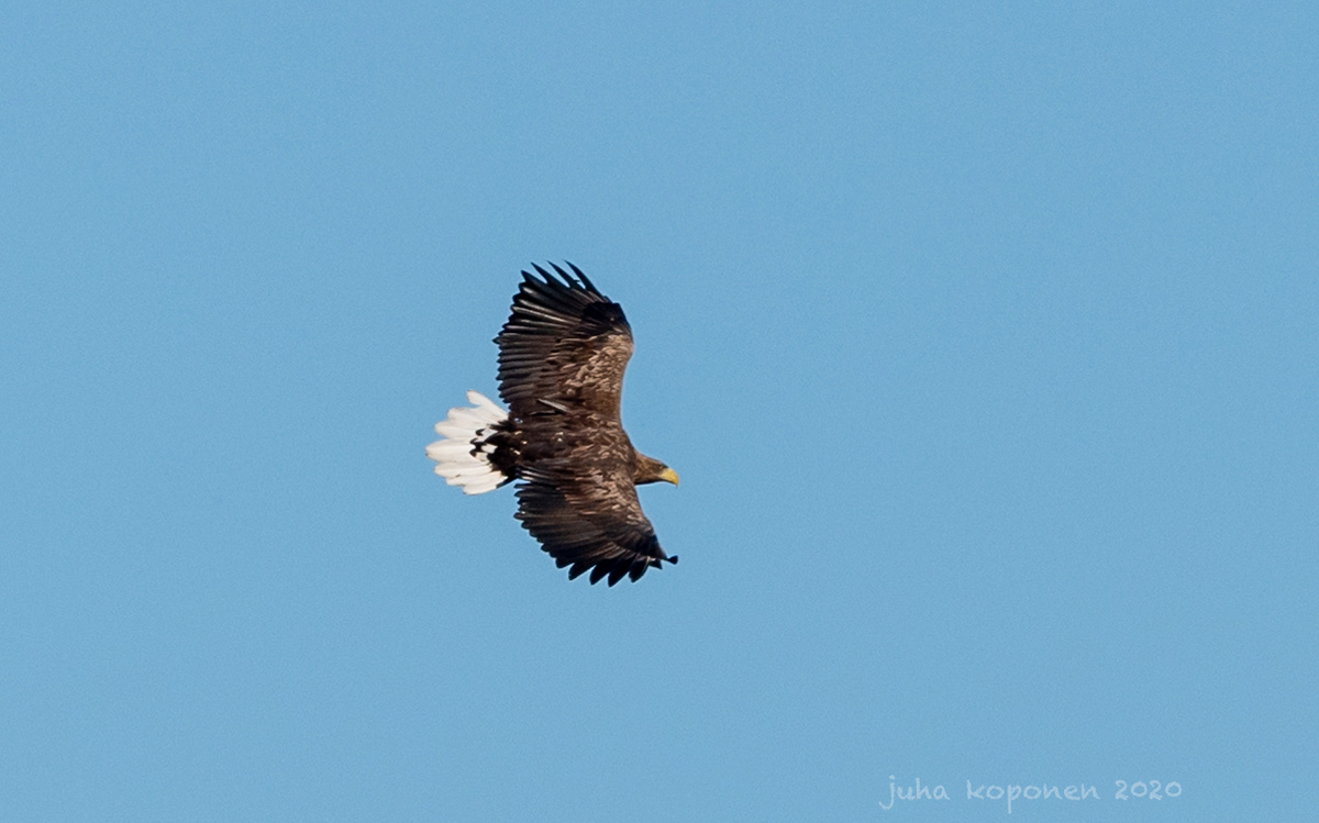merikotka lapinlahti 2020 white-tailed eagle