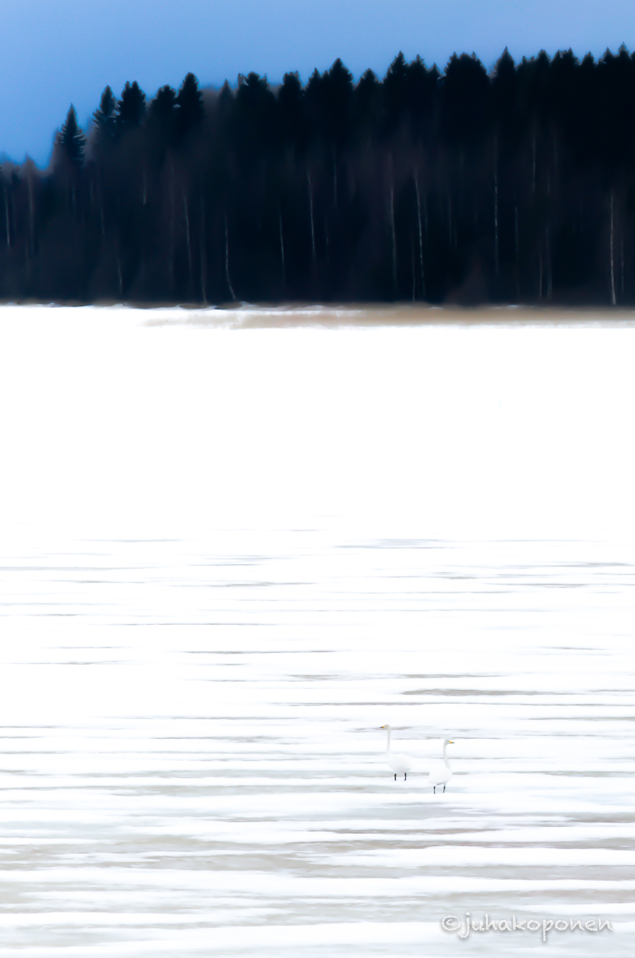 laulujoutsenet lapinlahti 2017  Whooper Swan