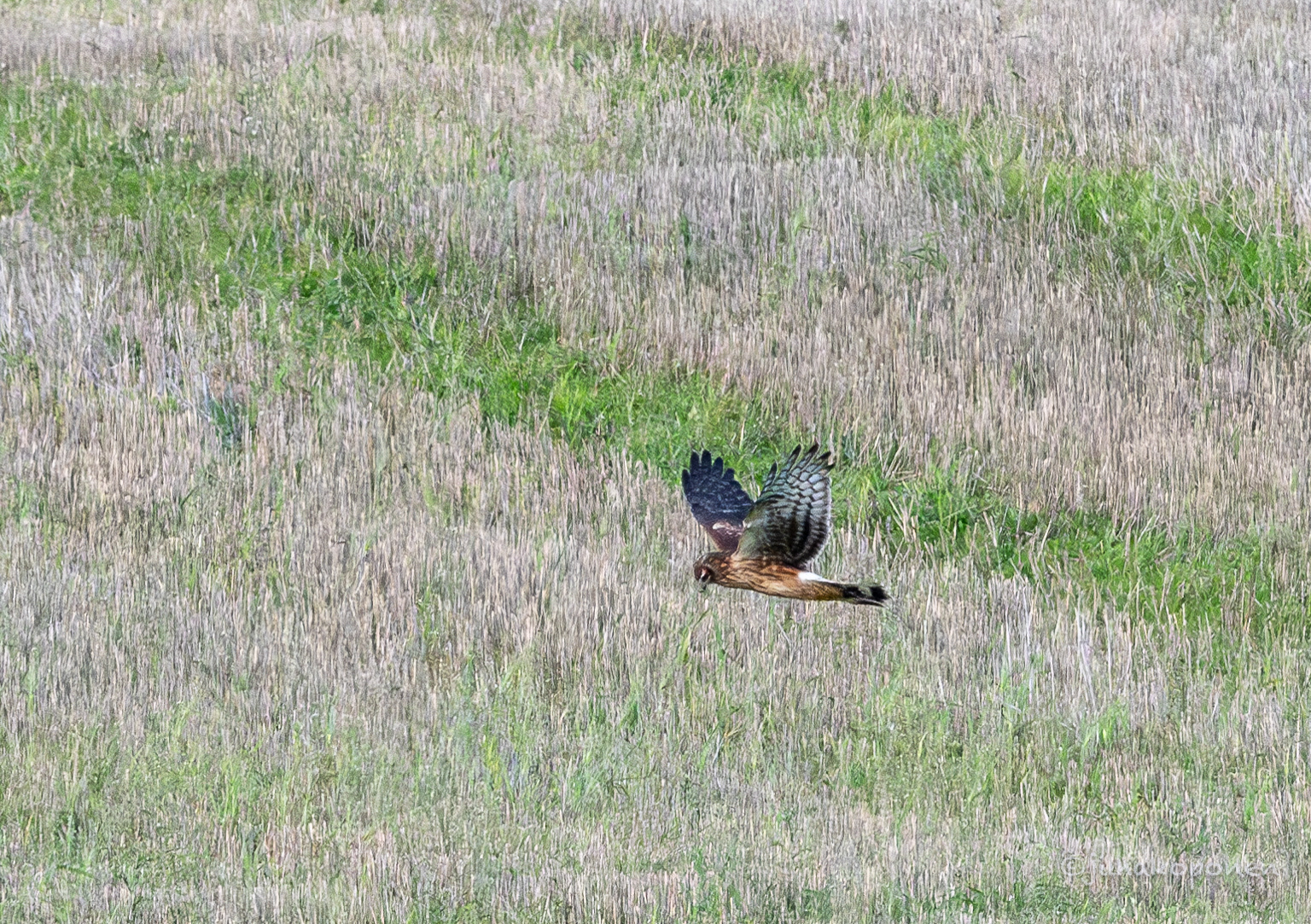 sinisuohaukka juv kuopio maaninka 2024 hen harrier young