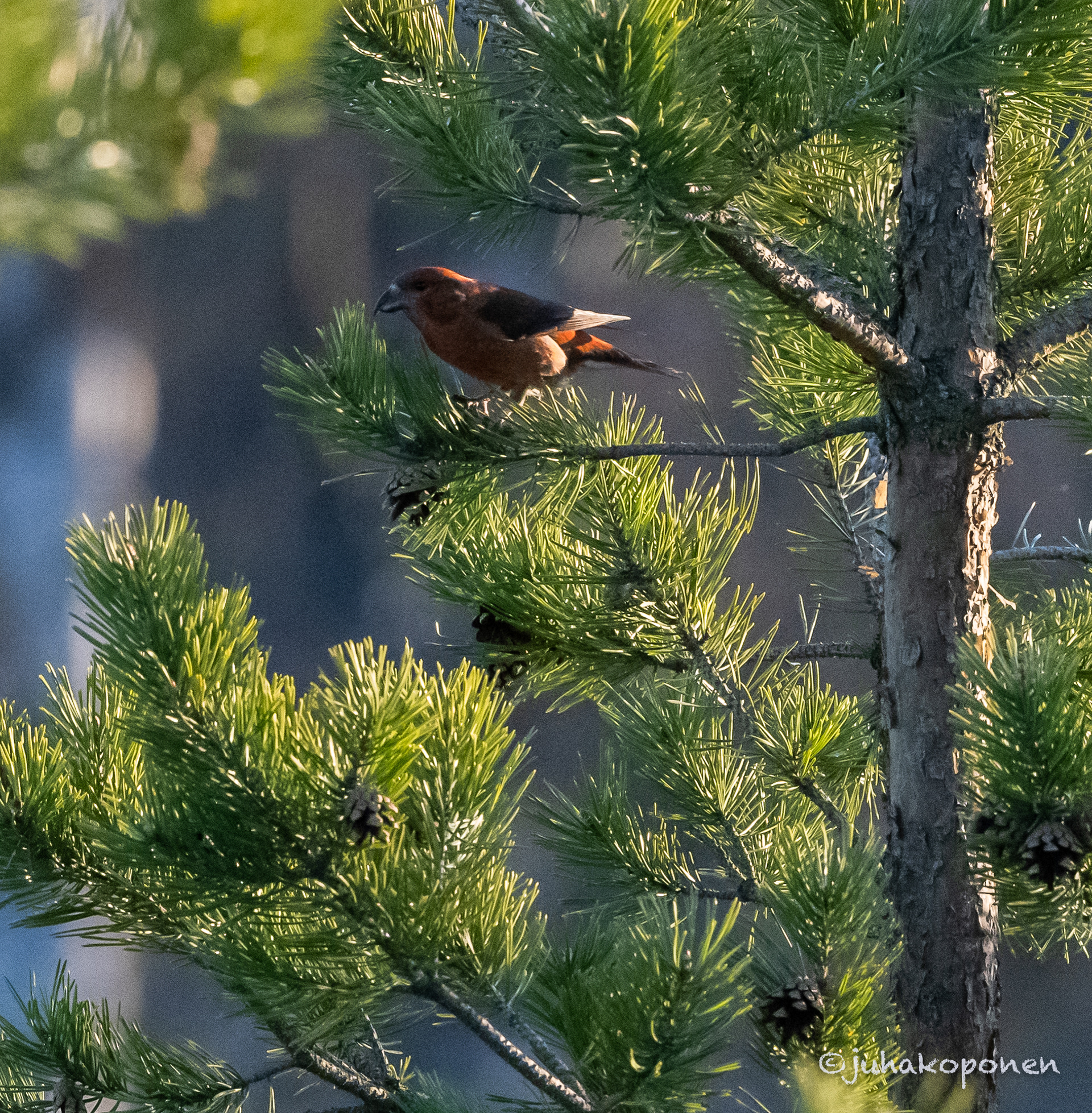 isokäpylintu siilinjärvi 2021 parrot crossbill