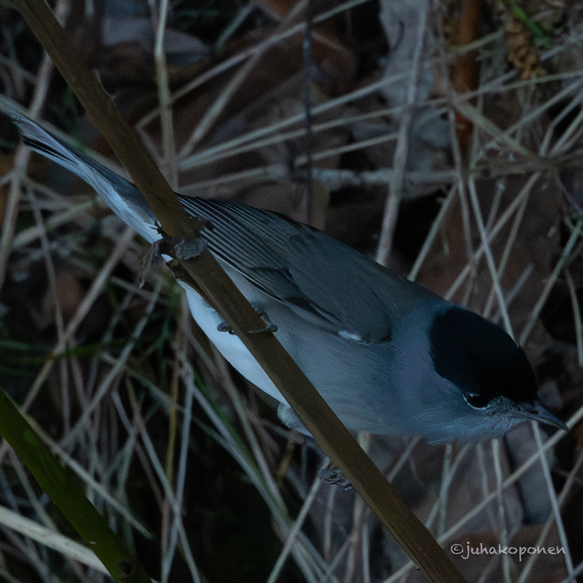mustapääkerttu lapinlahti 2023 blackcap