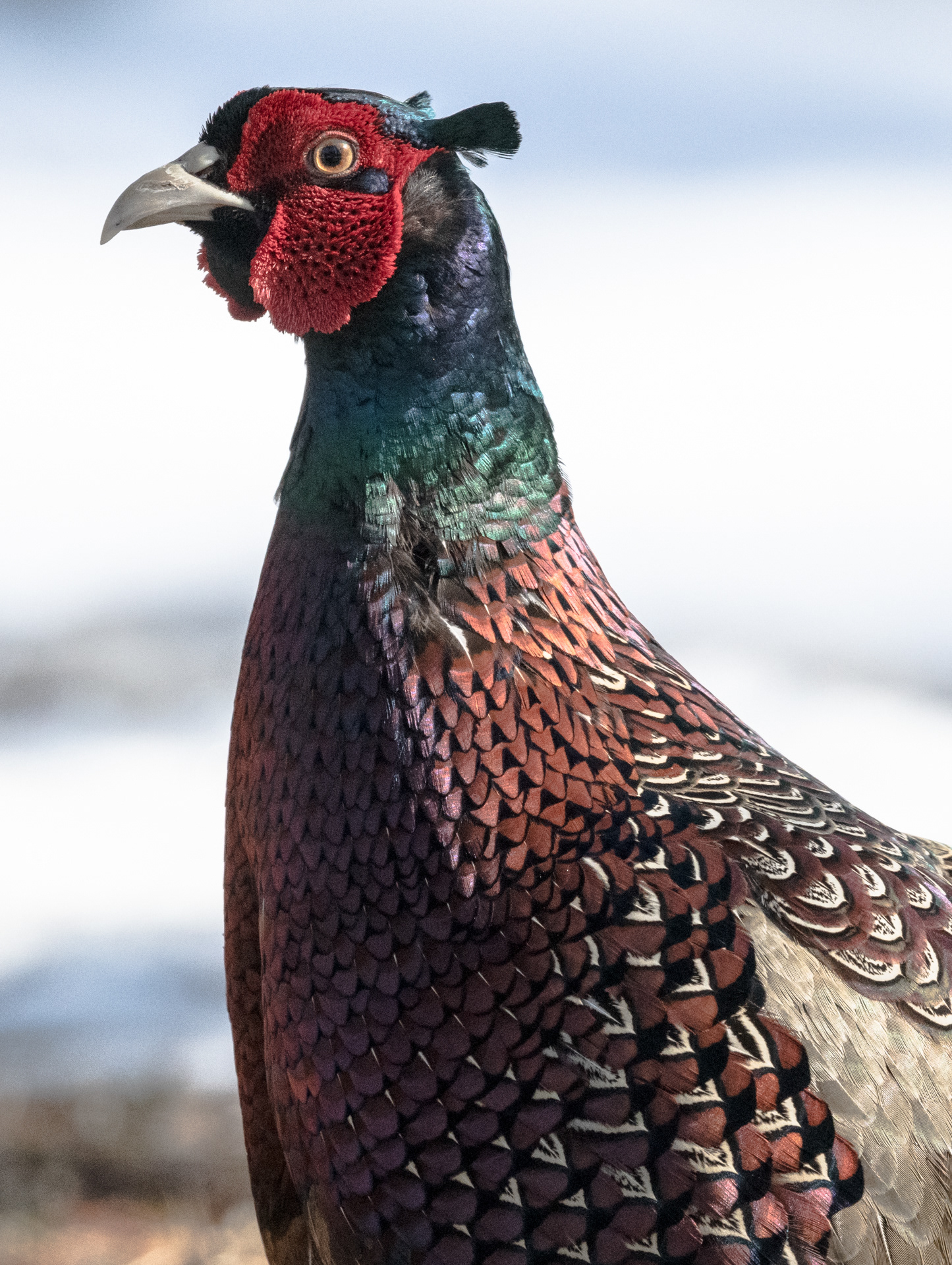 Fasaani Lapinlahti piha 2020 common pheasant