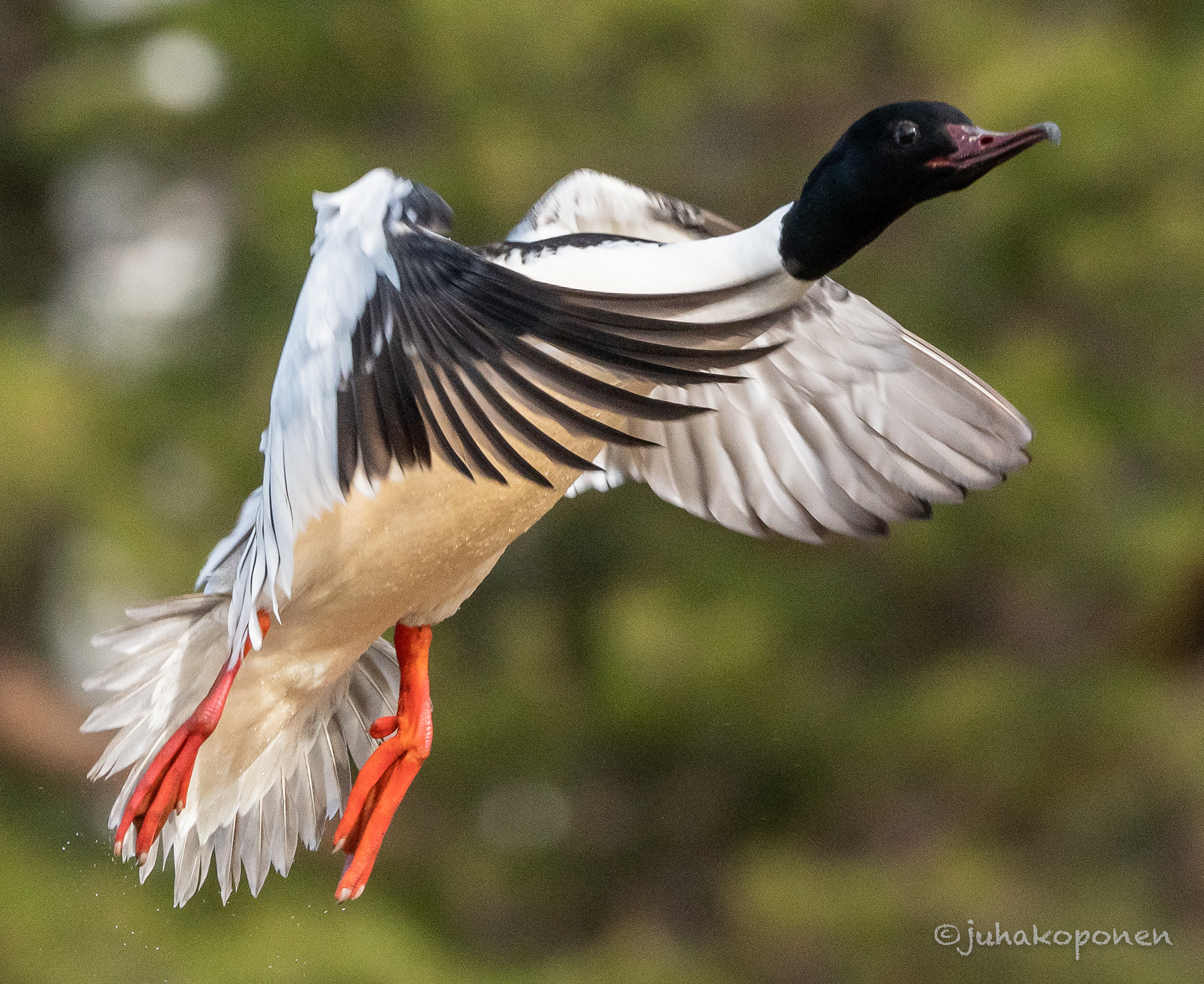 isokoskelo hamina 2022 goosander