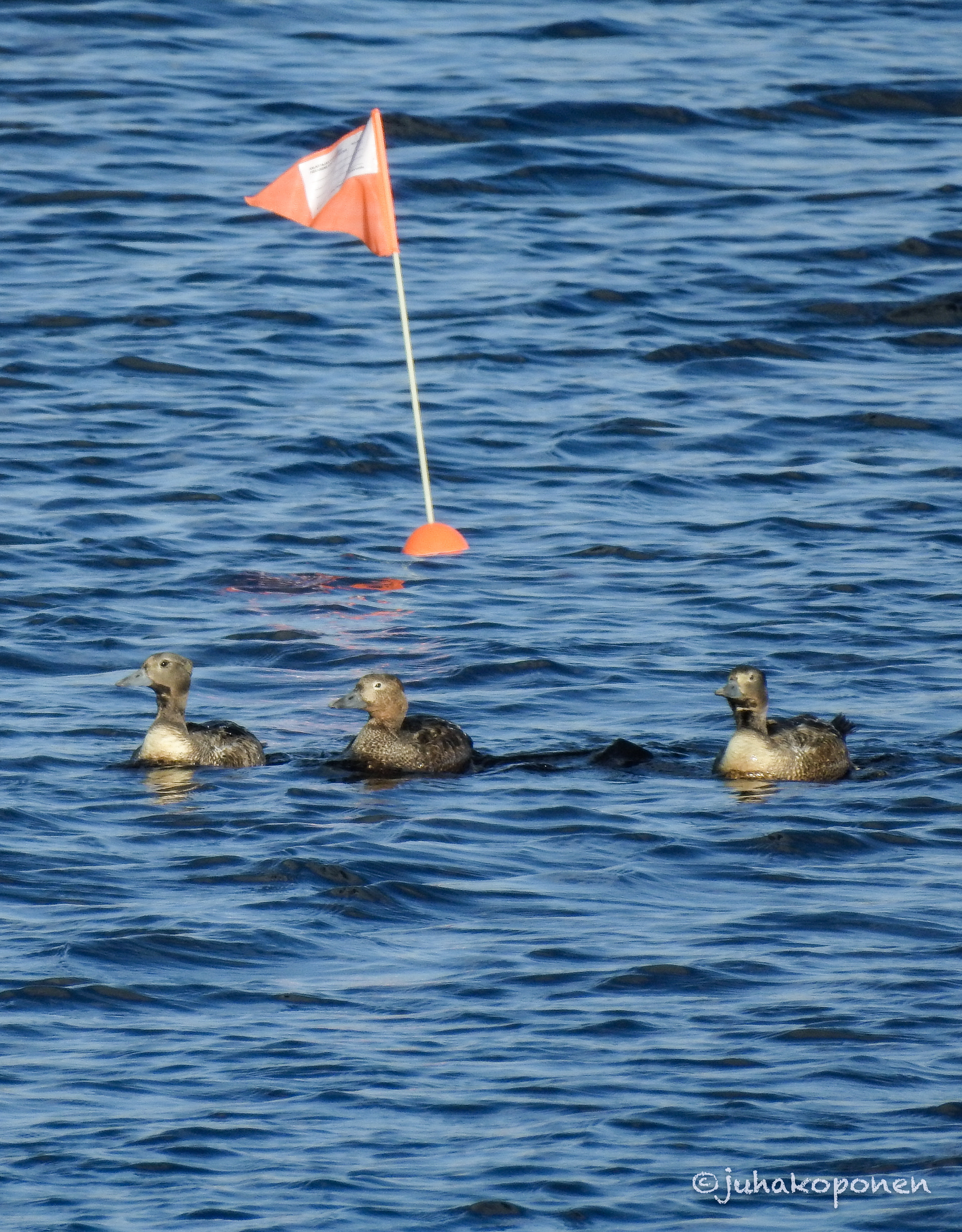 allihaahkat kallansillat 2017 steller's eiders