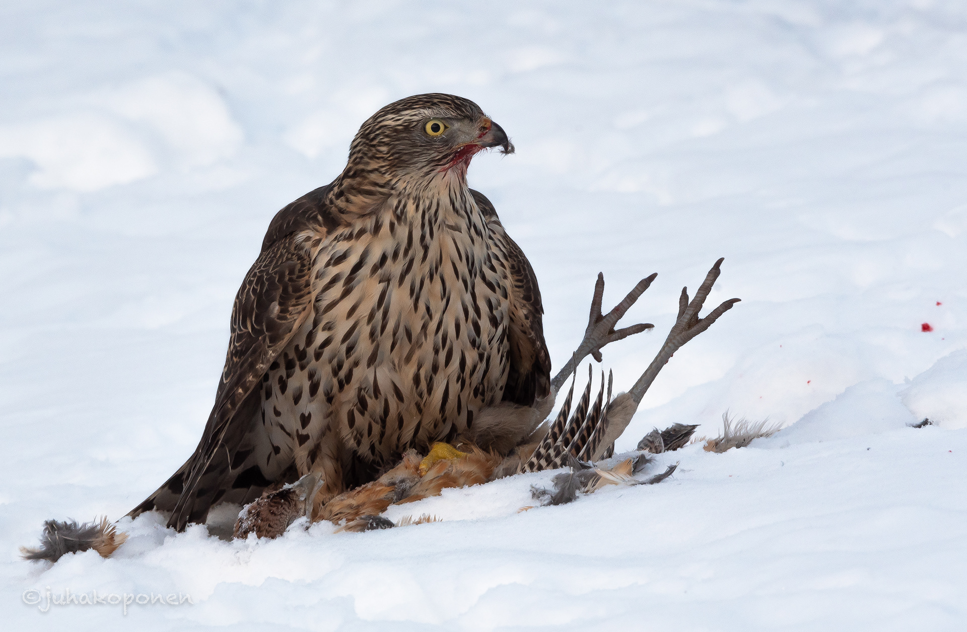 nuori kanahaukka 2021 young northern goshawk