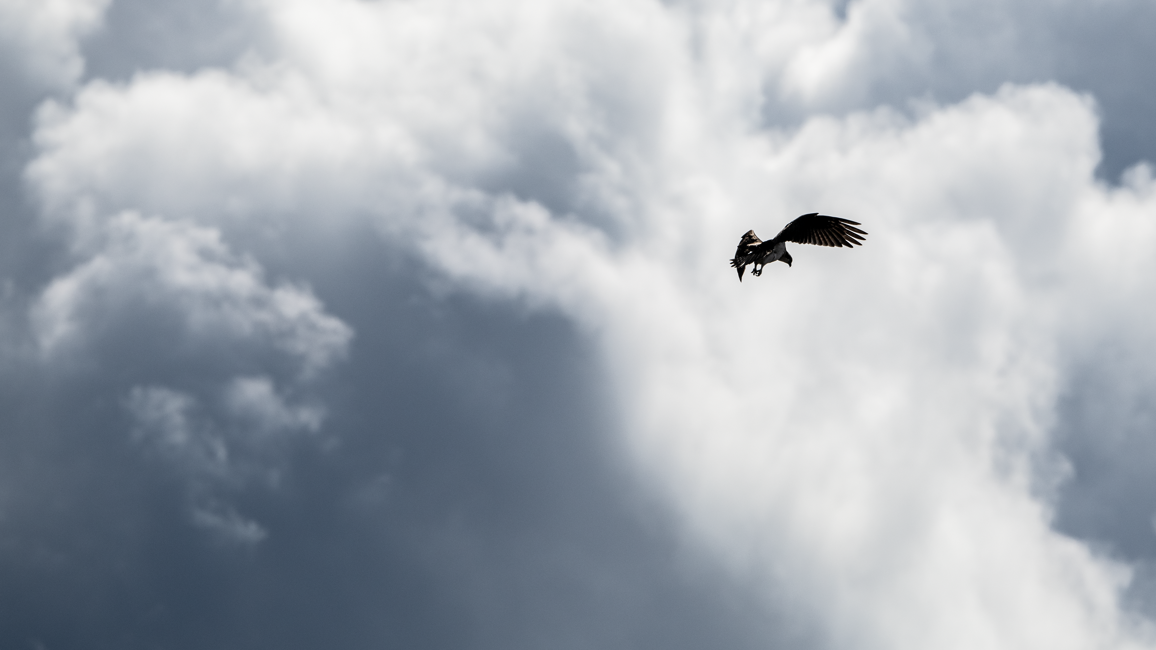 sääksi 2020 osprey
