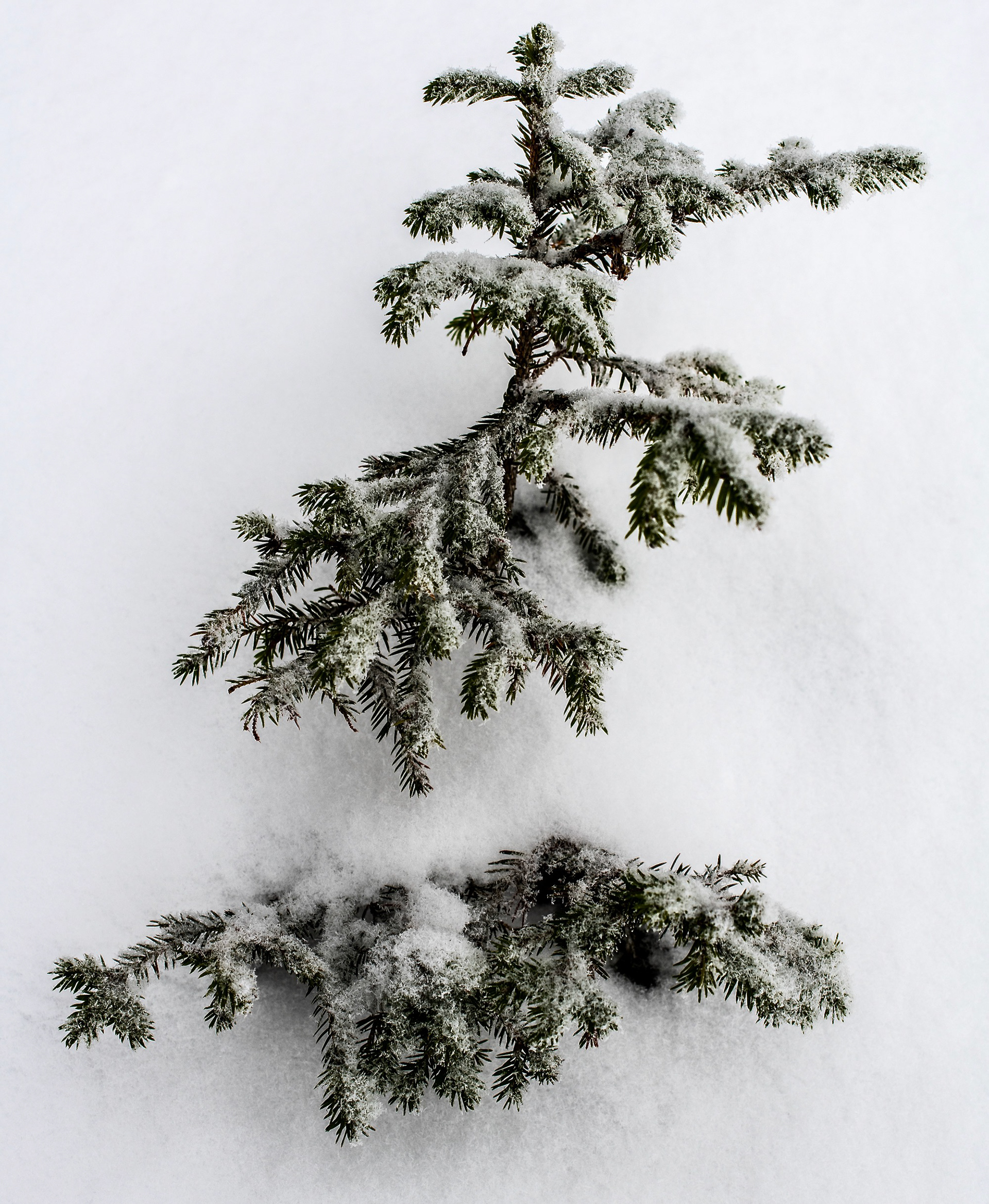 kuusi 2020 spruce