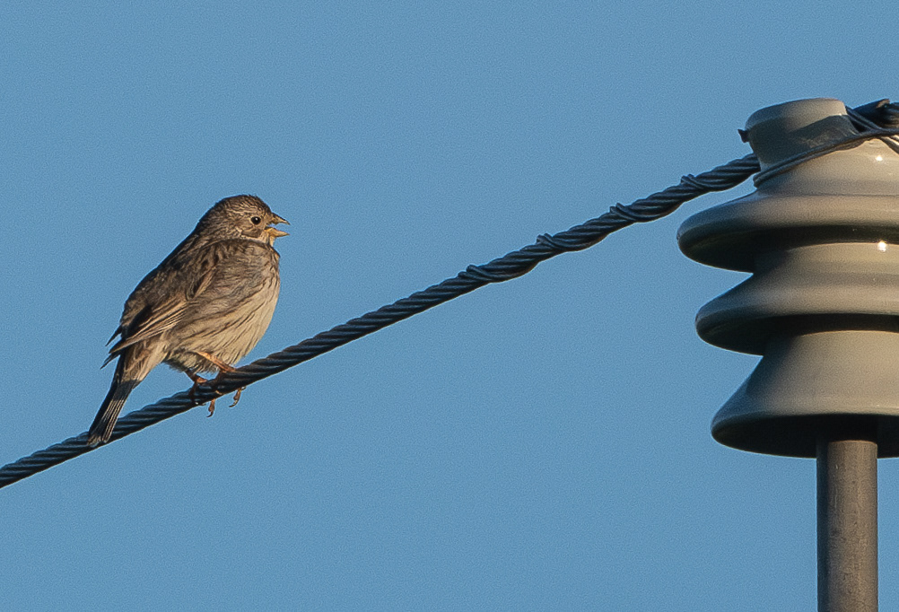 harmaasirkku kuopio maaninka 2024 corn bunting
