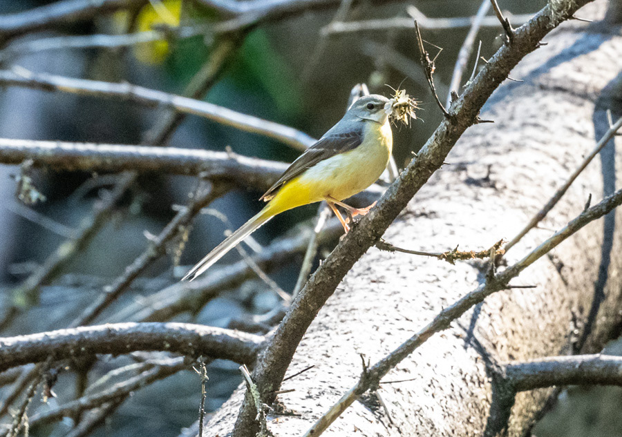virtavästäräkki maaninka 2020 grey wagtail