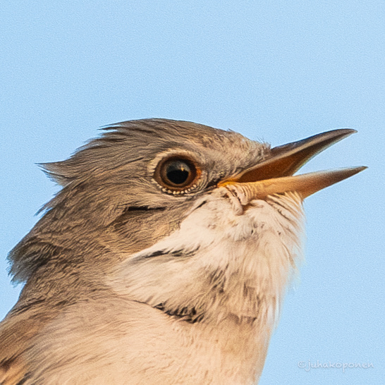 pensaskerttu lapinlahti 2023 common whitethroat