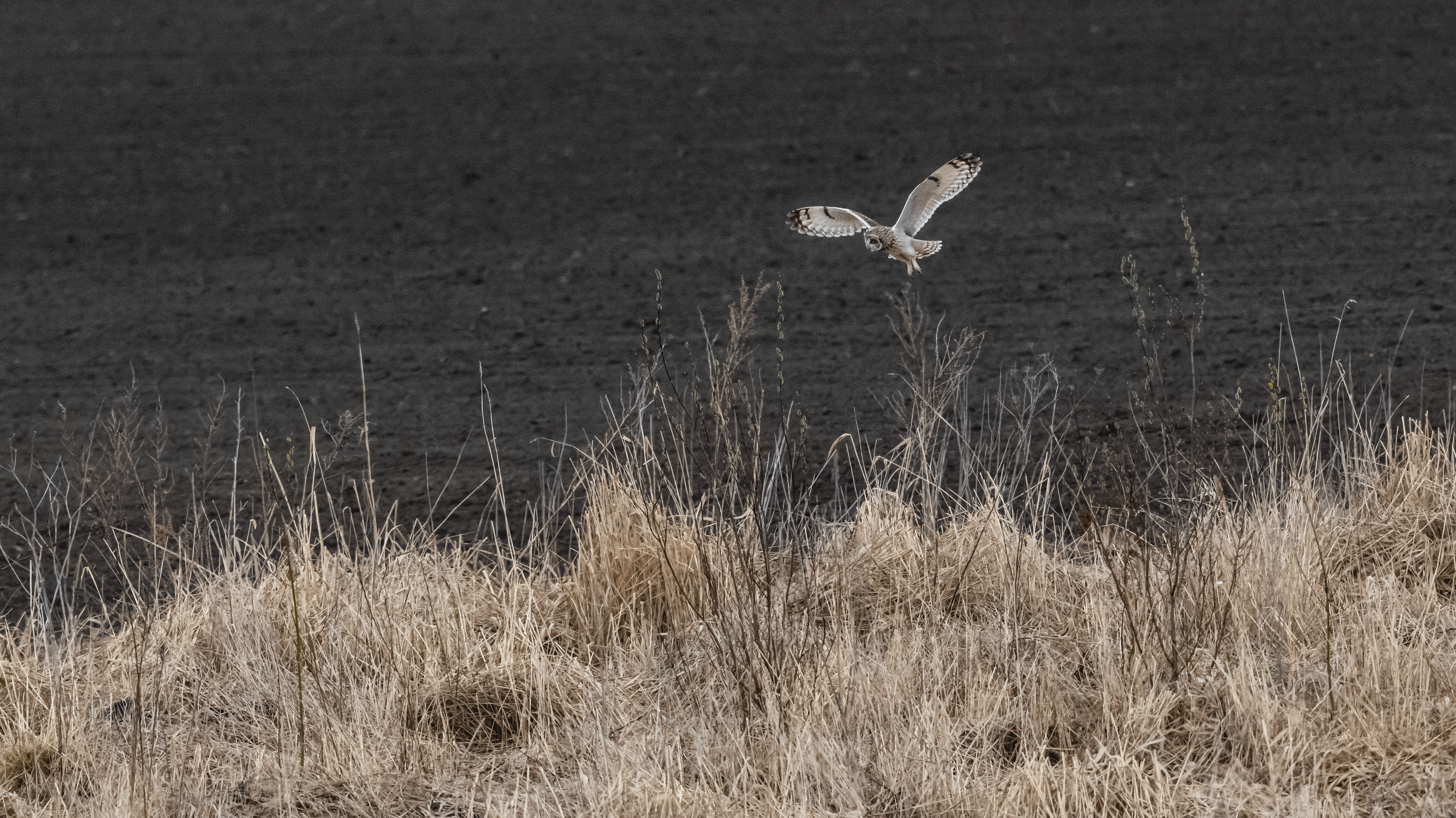 suopöllö 2020 short-eared owl