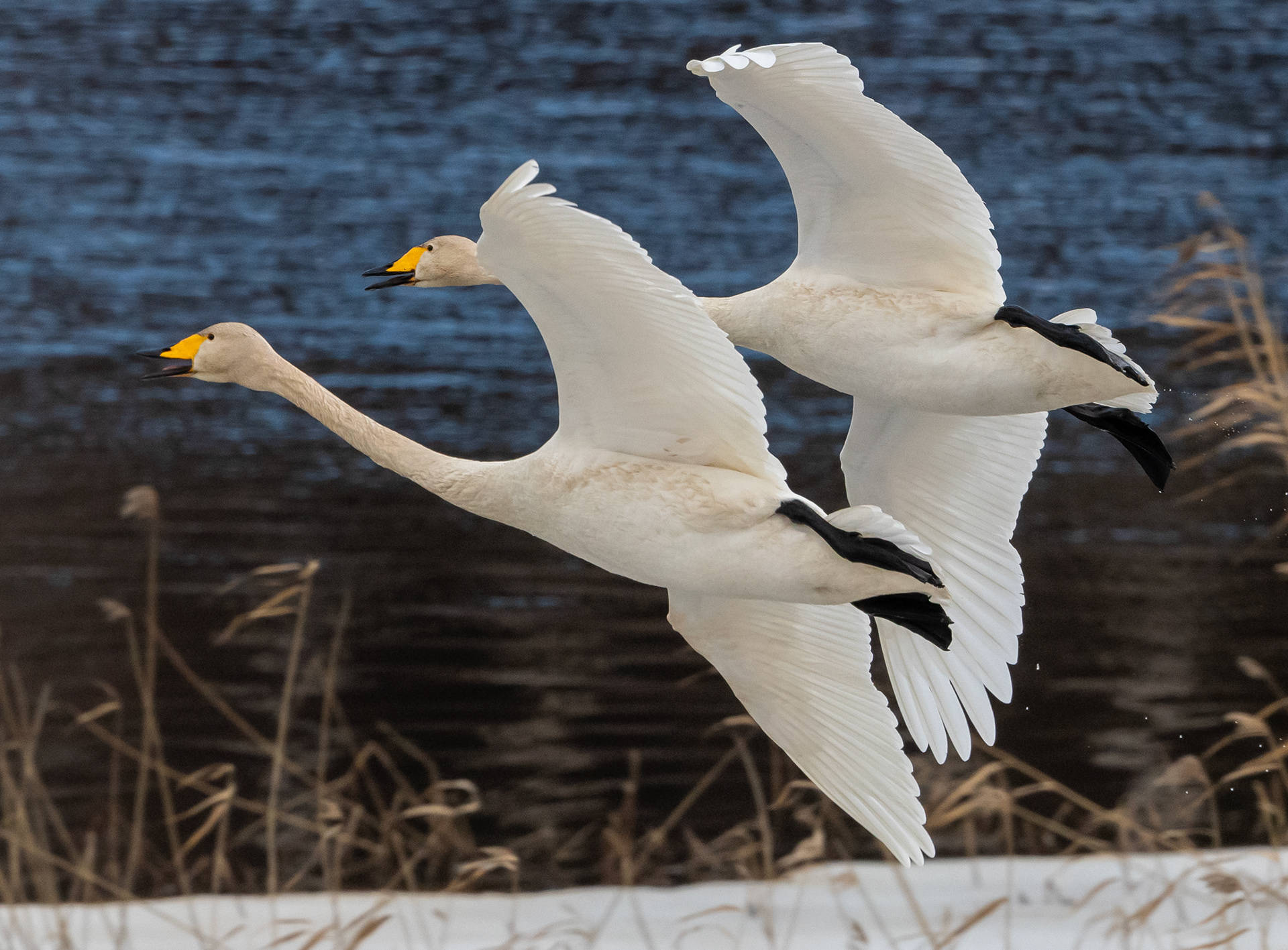 whooping swans lapinlahti 2024 laulujoutsenet