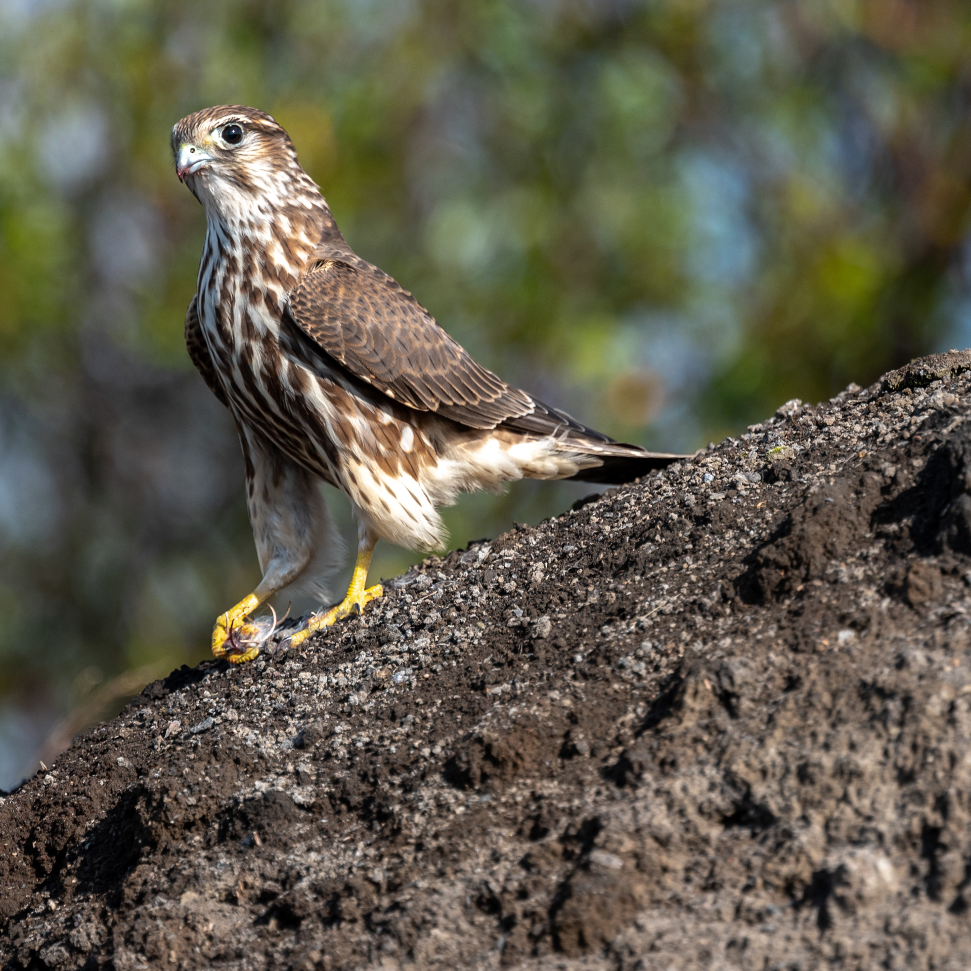 Merlin