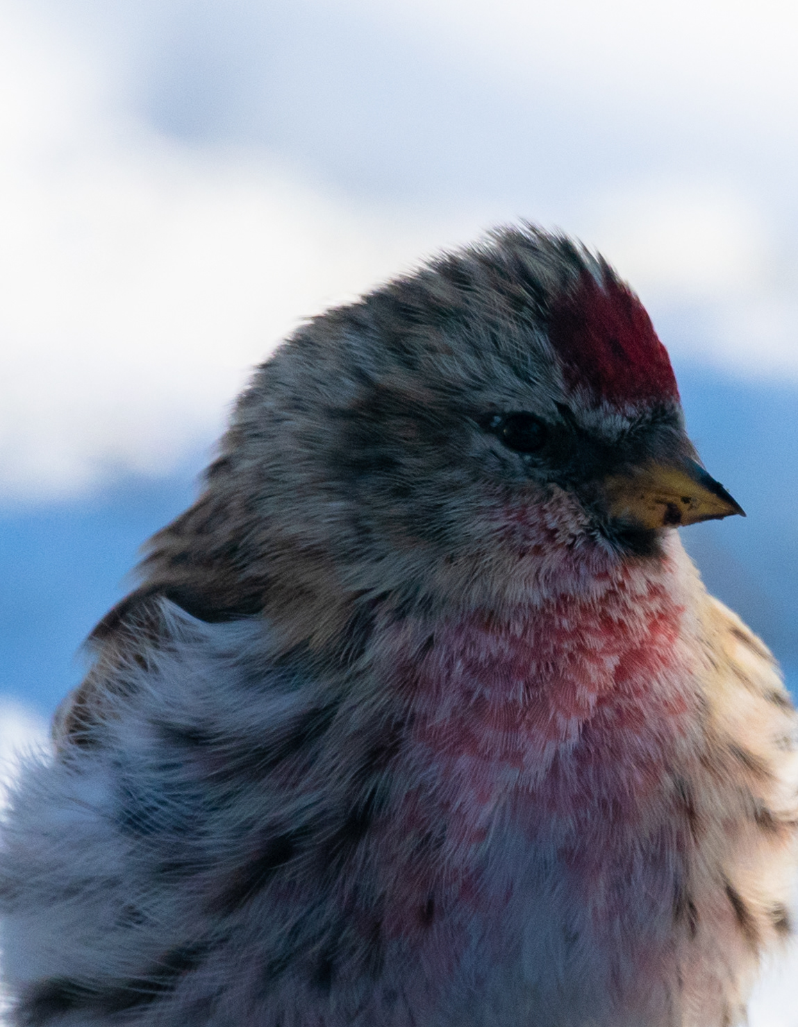 Urpiainen Lapinlahti maaliskuu 2020 Common Redpoll